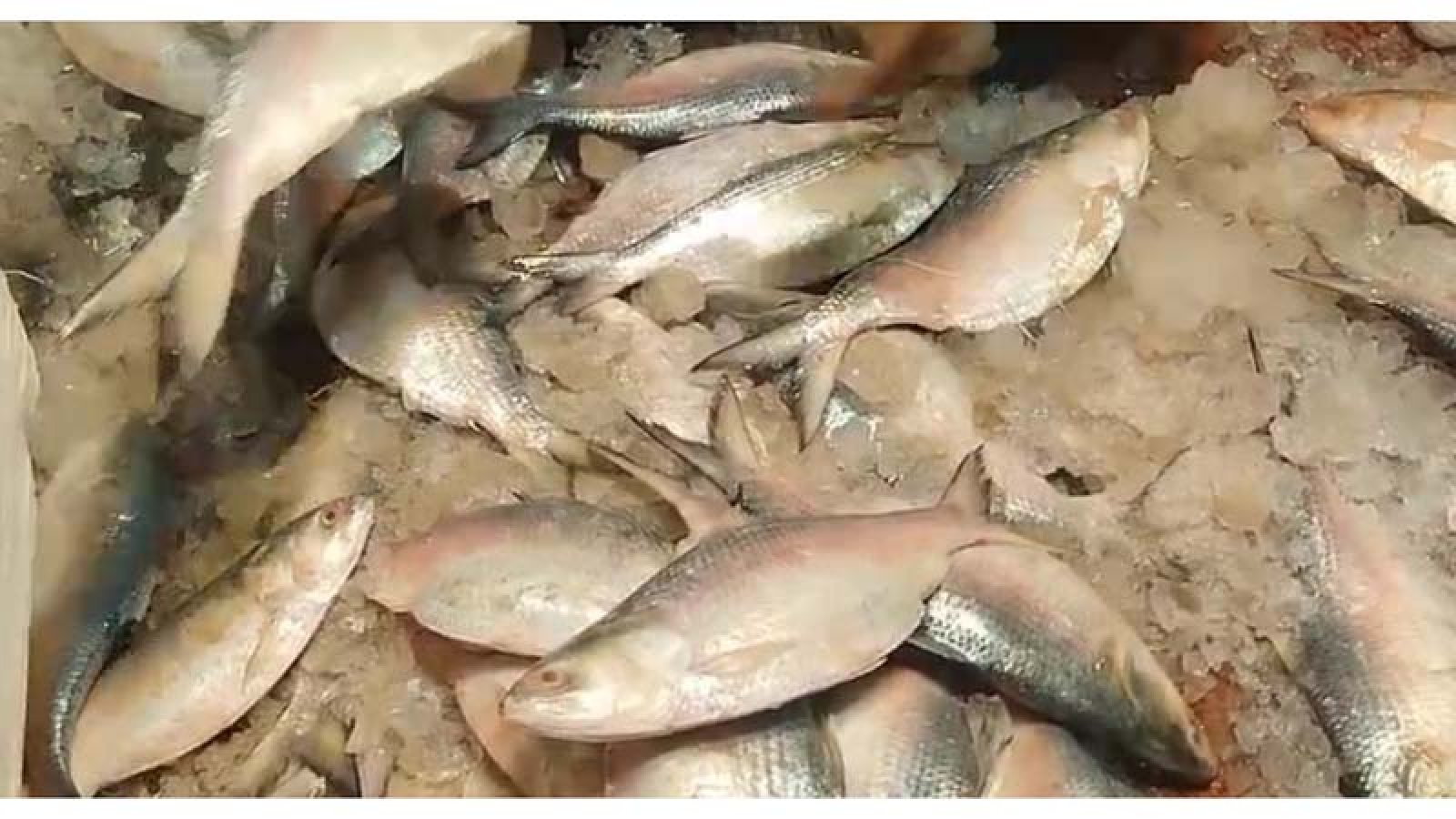 গুজরাটের ৫০০ টন ইলিশ এলো বাংলাদেশে