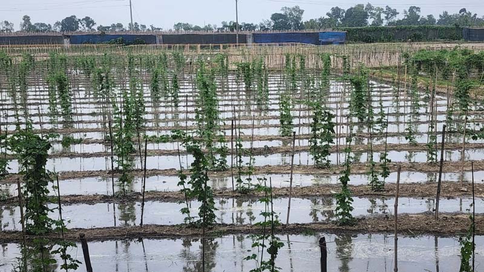 এমপি মিলনের উদ্যোগে দখলমুক্ত হলো মৌগাছি কলেজের তিন বিঘা জমি