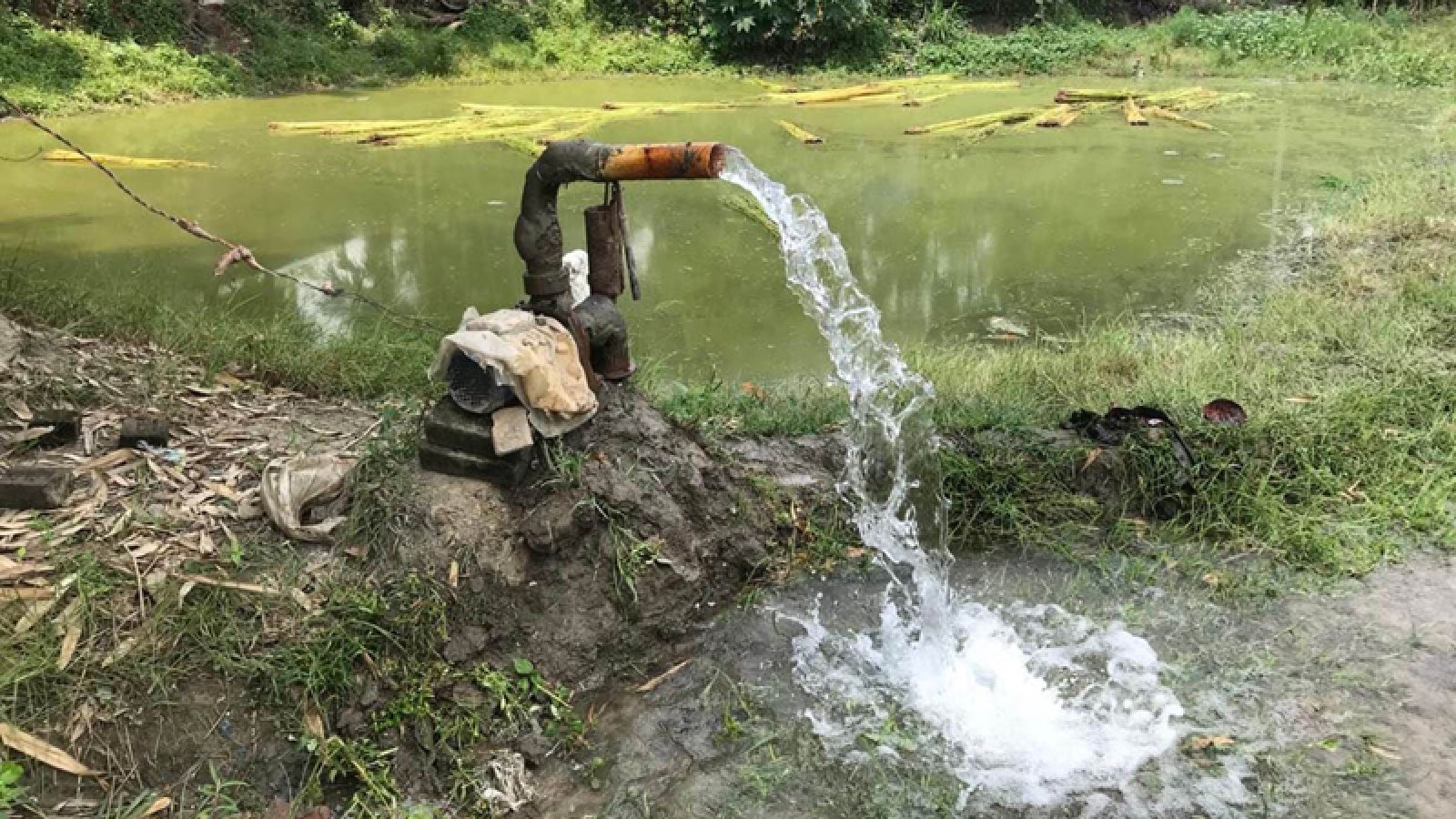 বাঘায় এক বিঘার পাট জাগ দিলে পুকুর মালিক পাচ্ছেন ২ হাজার