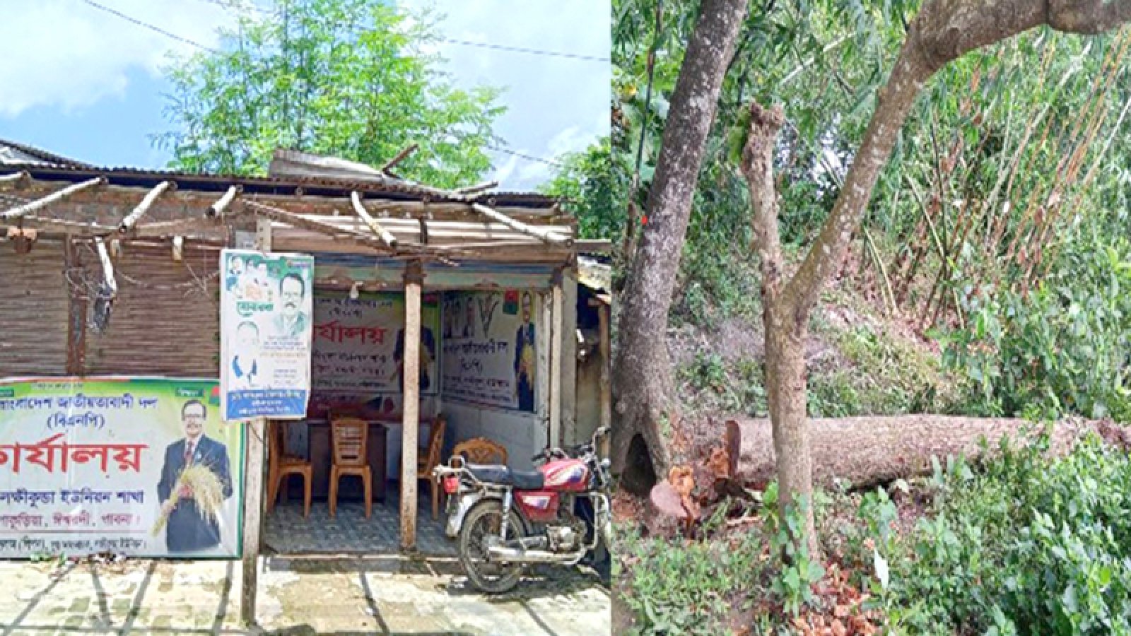 ঈশ্বরদীতে বিএনপি কার্যালয় মেরামতের অজুহাতে সরকারি গাছ বিক্রি