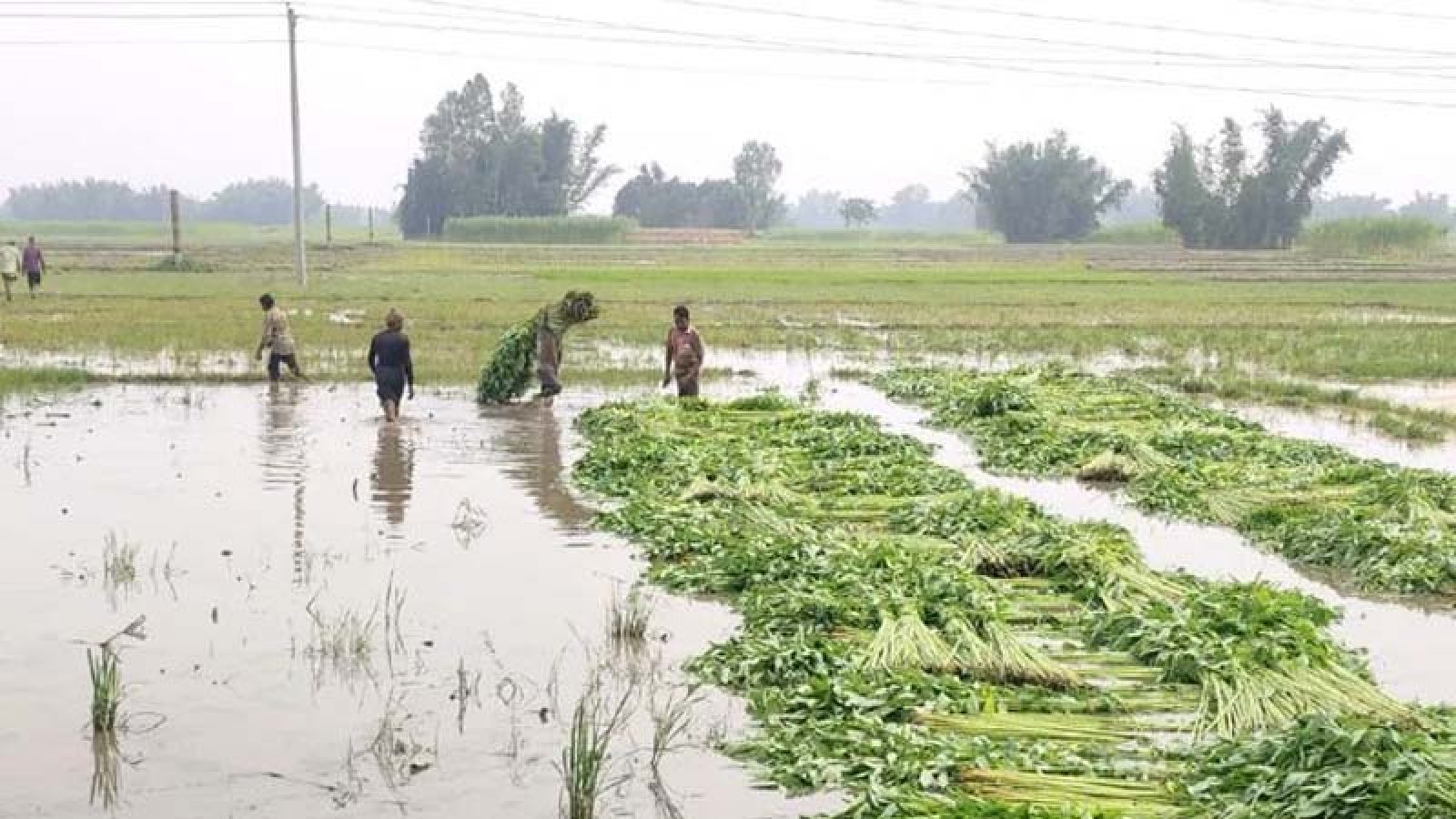 ঠাকুরগাঁওয়ে বজ্রপাতে বাবা-ছেলের মৃত্যু