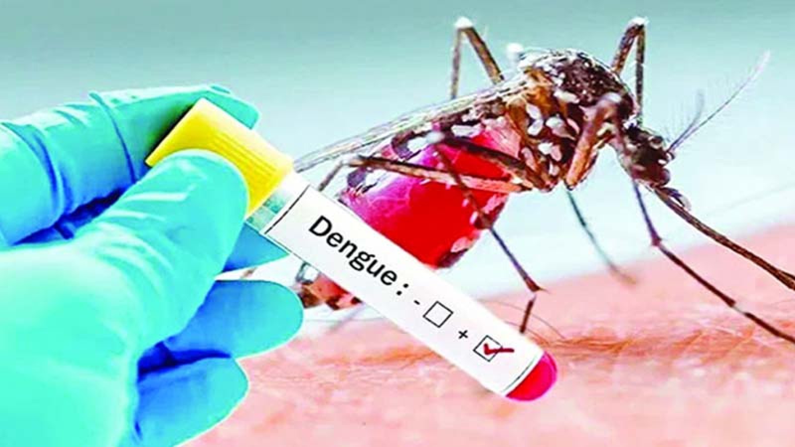 ডেঙ্গুতে আরও ৯ মৃত্যু, হাসপাতালে ভর্তি ১৯০২