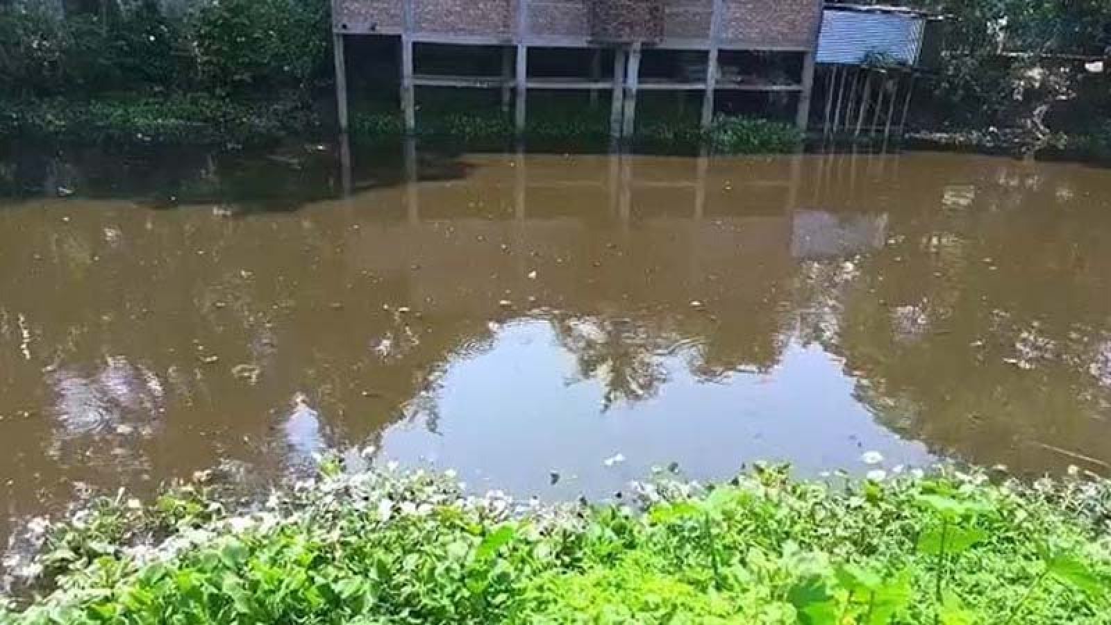 পুকুরে কোরবানির পশুর চামড়ার বর্জ্য ফেলায় মারা গেল ১০ লাখ টাকার মাছ