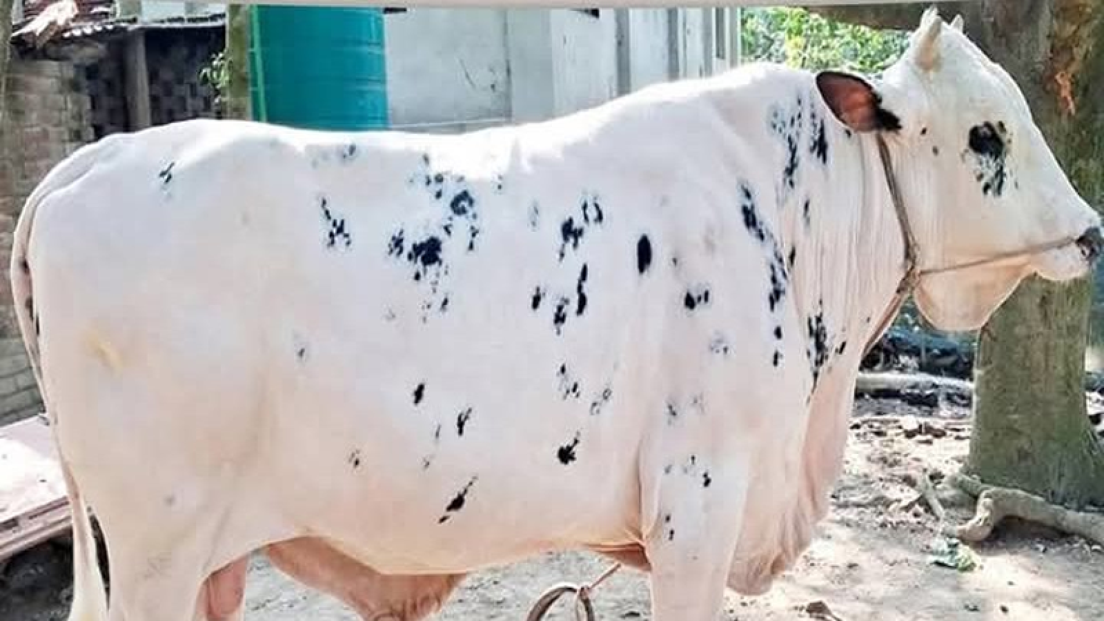 চাঁপাইনবাবগঞ্জে কোরবানির বাজারে আলোচনায় ‘নবাব’