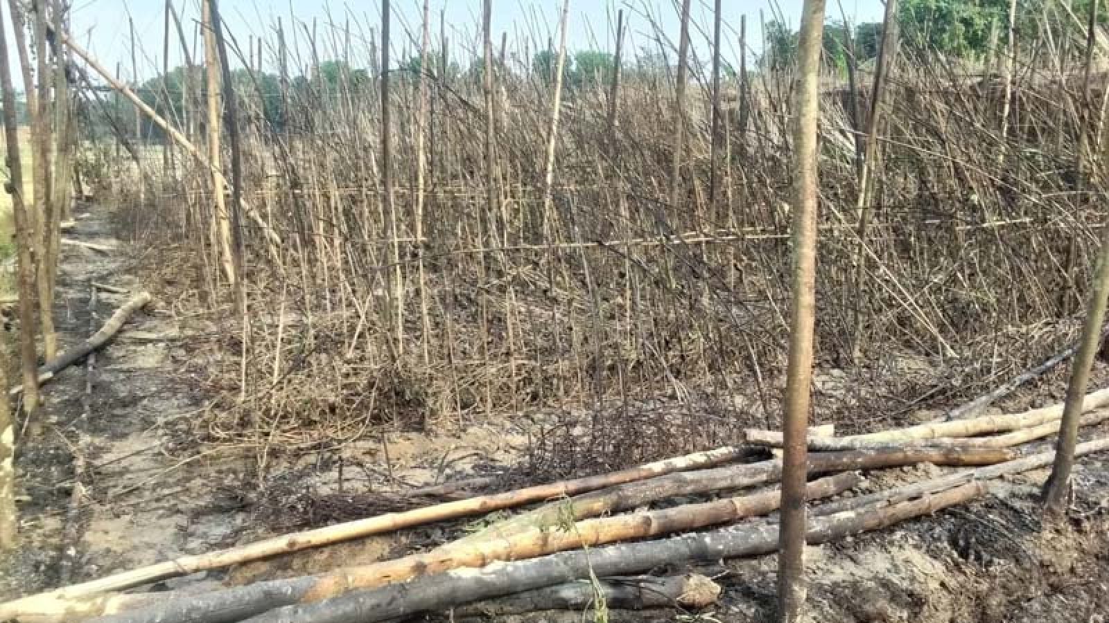 দুর্গাপুর আগুনে পুড়ল পানবরজ, মাদকসেবিদের দায়ী করছেন পানচাষী