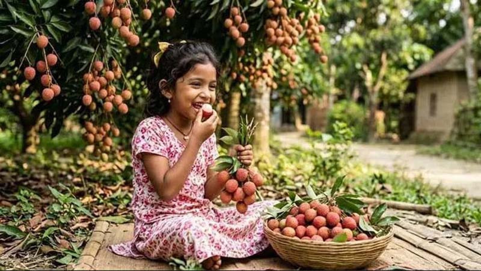 লিচু খেতে চাইলে আগে সাবধান হন