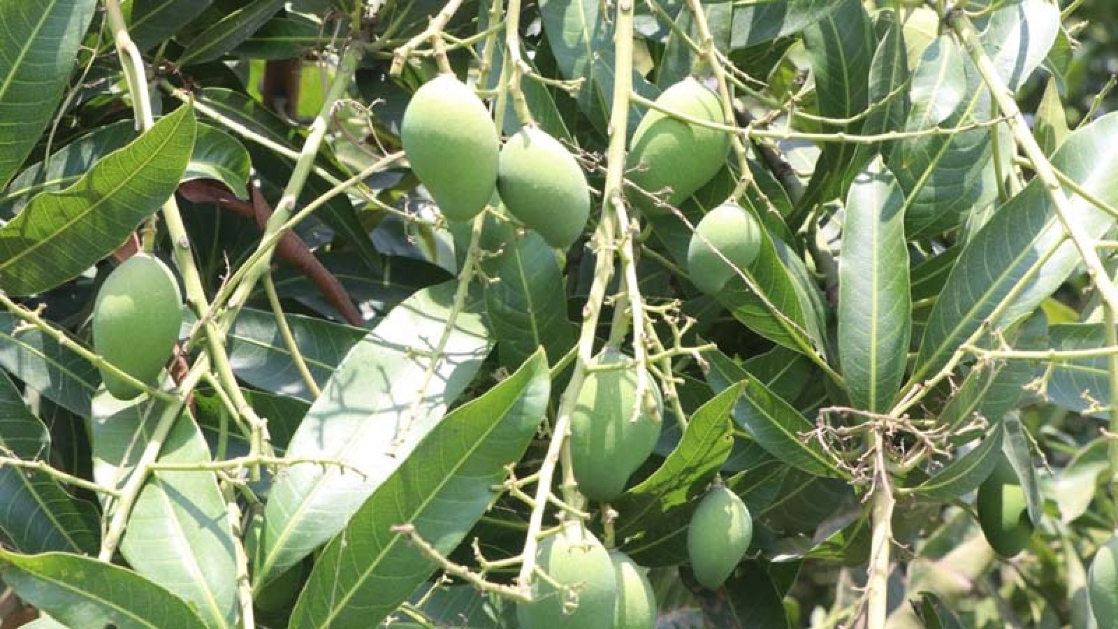 রাজশাহী অঞ্চলে আমের ভালো ফলনের আশা