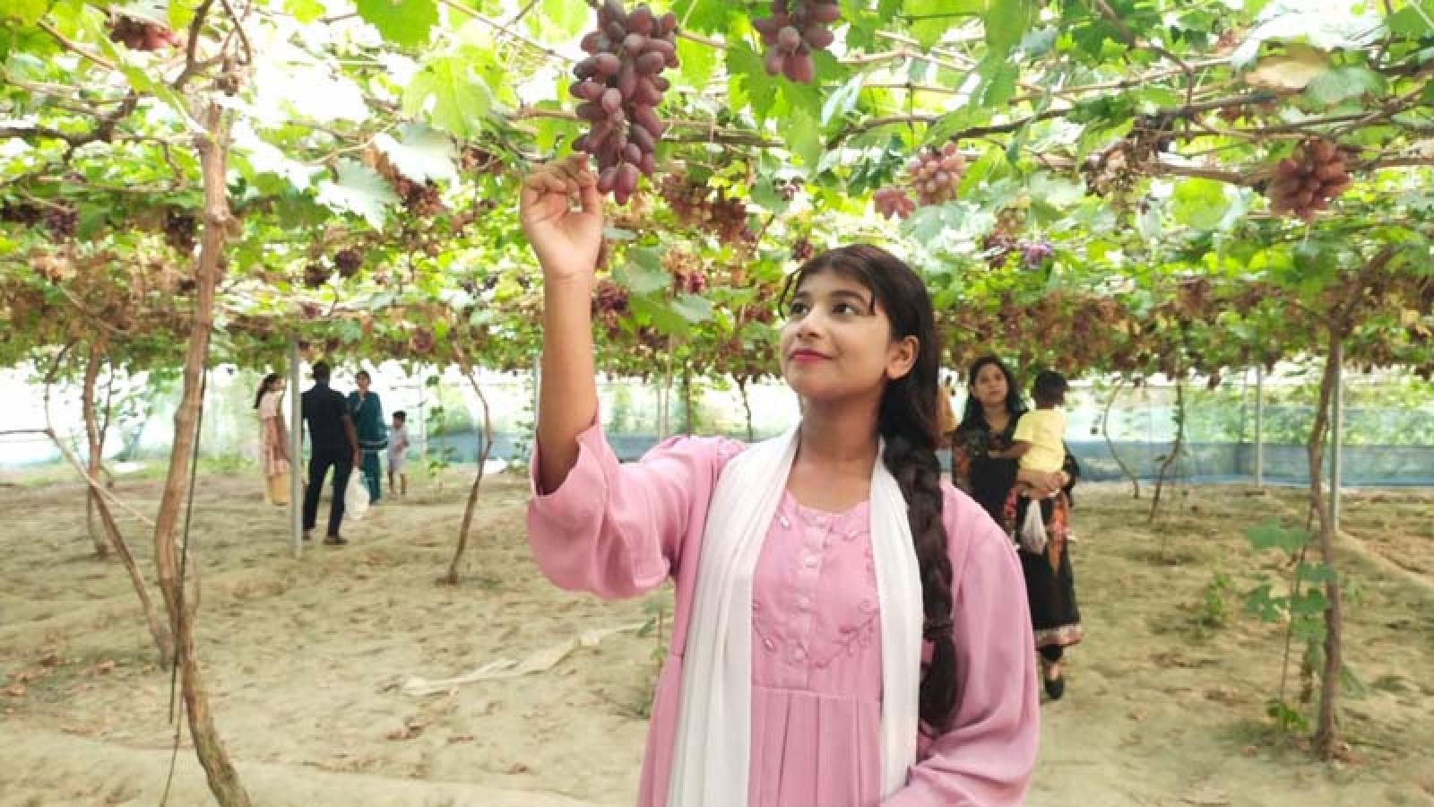 নাটোরে বাণিজ্যিকভাবে বিভিন্ন জাতের আঙুর চাষ