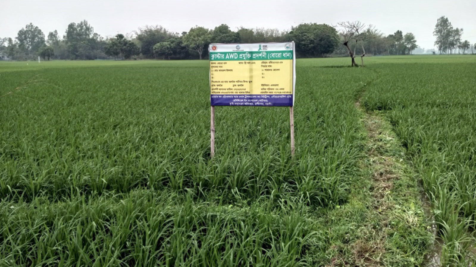 রাণীনগরে কৃষি কর্মকর্তাদের অবেহলায় আলোর মুখ দেখেনি ক্লাস্টার এডব্লিউডি প্রযুক্তি প্রদর্শনী প্রকল্প