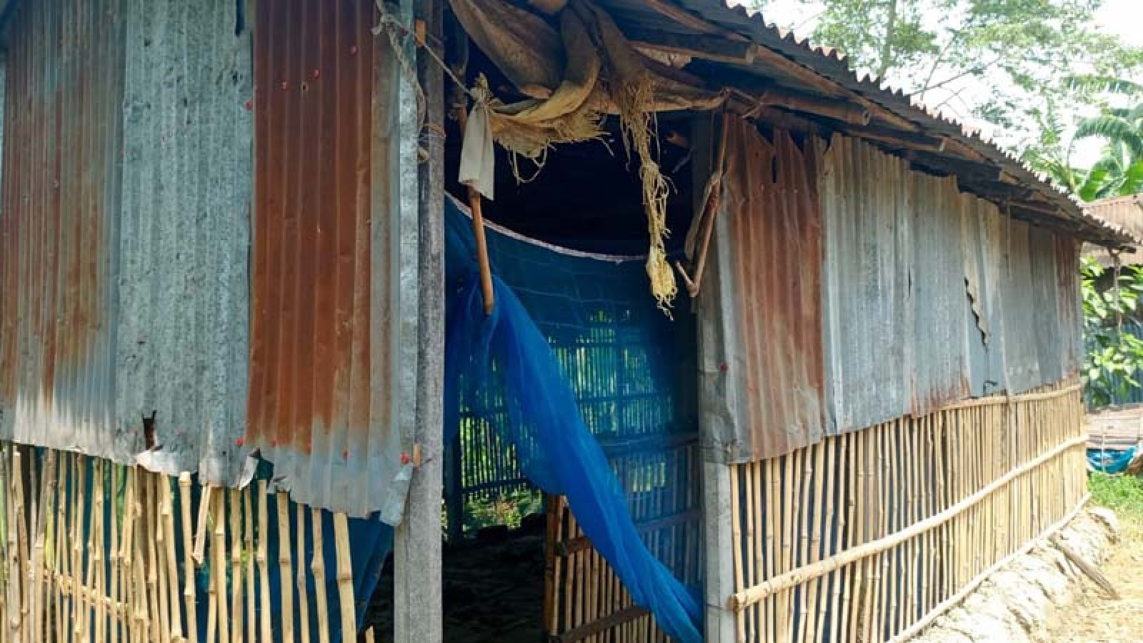 গুরুদাসপুরে ৬টি গরু চুরির ঘটনায় আতঙ্ক
