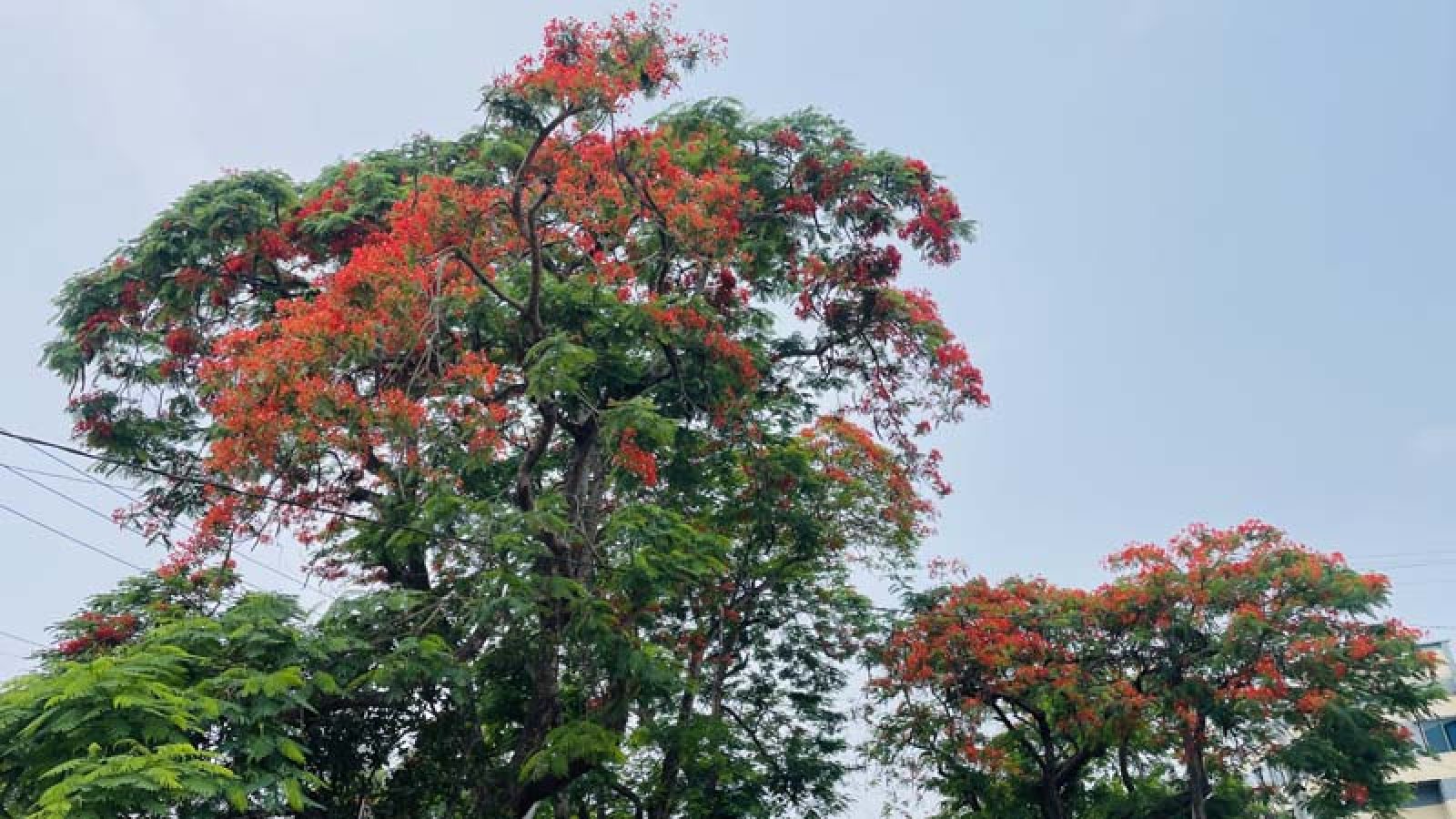 কৃষ্ণচূড়ার রাঙা ছোঁয়ায় লালিমায় মোড়া বাগাতিপাড়া