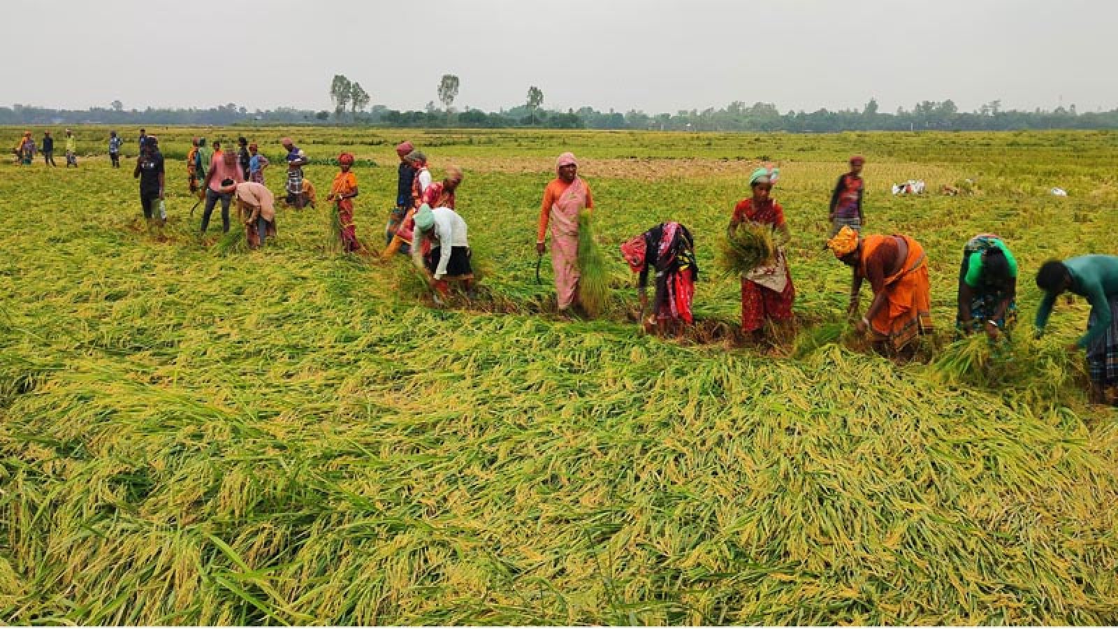 মান্দায় সাত বিঘা জমির ধান কেটে নেয়ার অভিযোগ