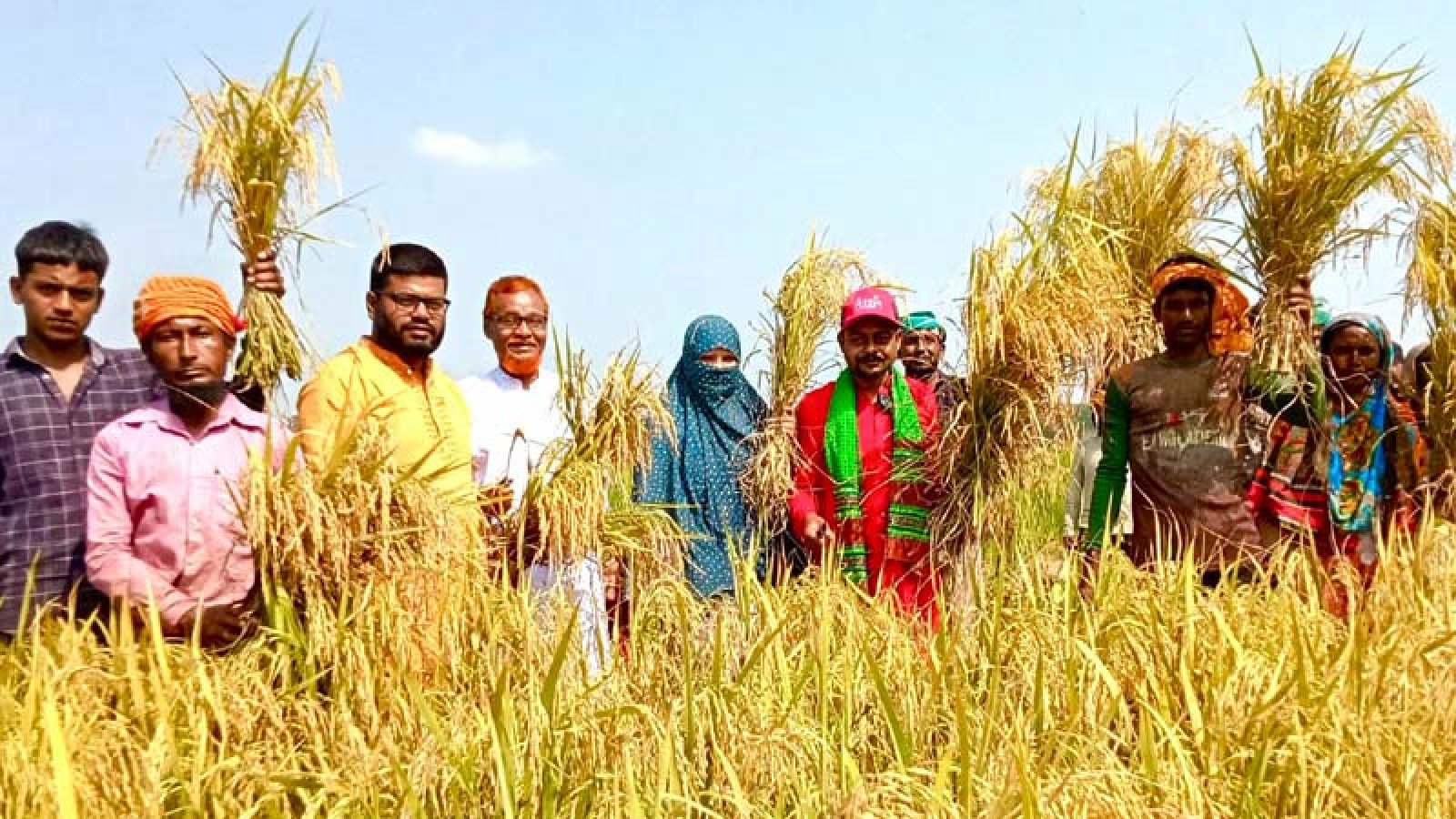 পার্বতীপুরে কৃষক-কৃষাণী  বাঁচাও কর্মসূচিতে ধান কেটে অসচ্ছল কৃষকের মুখে হাসি