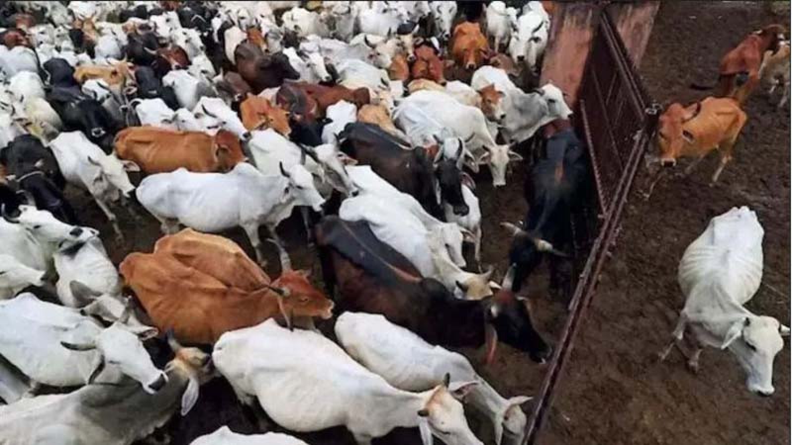 গো-কুরবানি ইদের অংশ নয়: গবাদি পশু জবাইয়ের ওপর নিষেধাজ্ঞা বহাল রাখল কলকাতা হাইকোর্ট