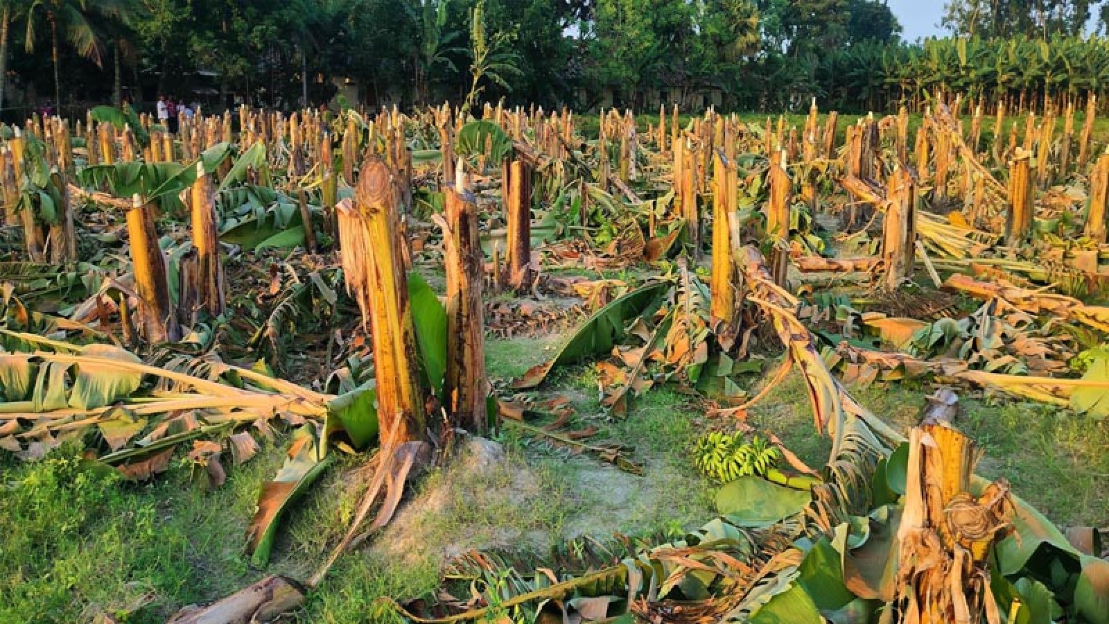 মান্দায় প্রকাশ্যে ৪ শতাধিক ফলদ কলাগাছ কাটলেন প্রতিপক্ষরা