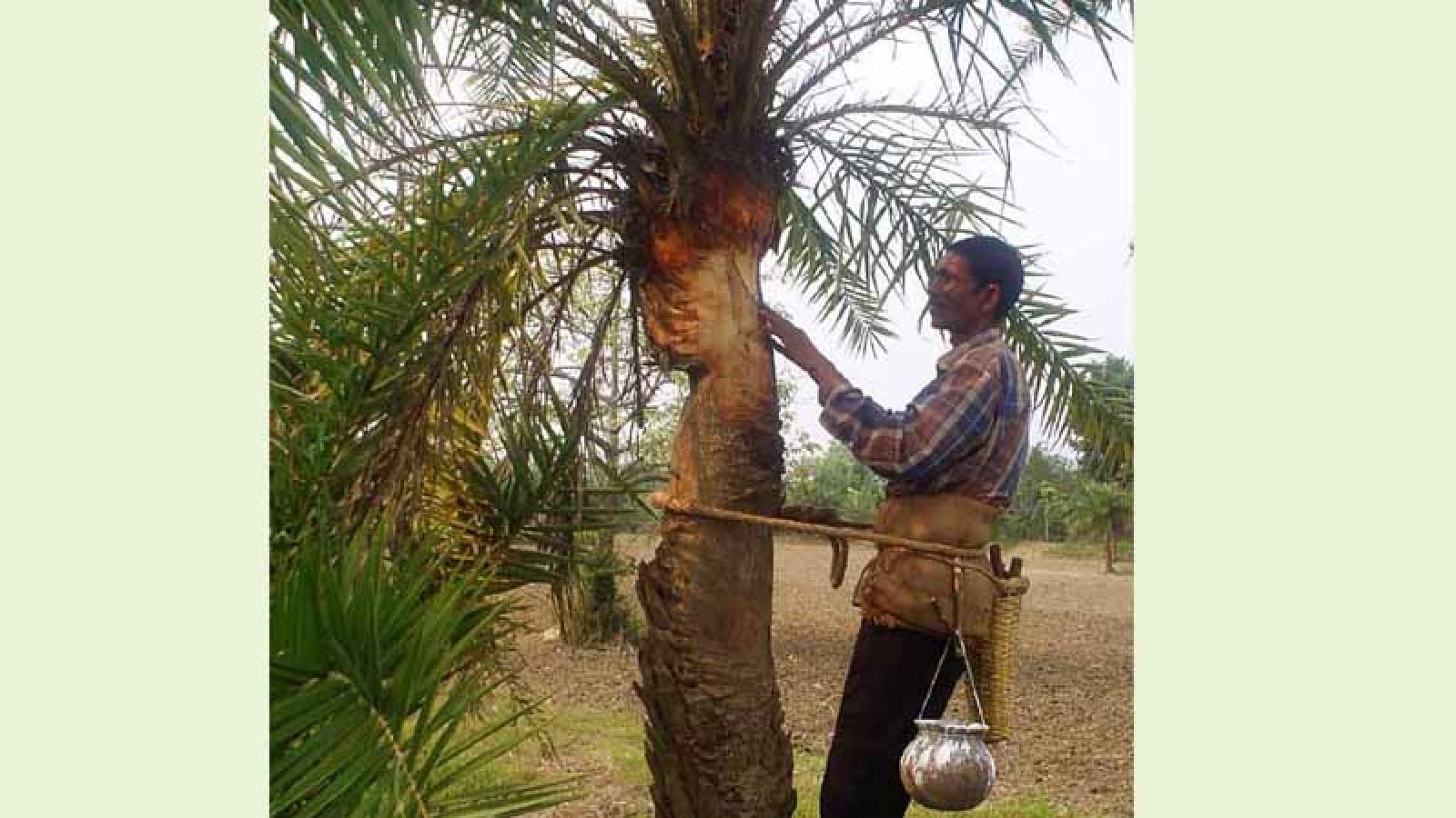 বাঘায় খেজুরের রস সংগ্রহের প্রস্তুতি, গাছিদের ব্যস্ততা শুরু