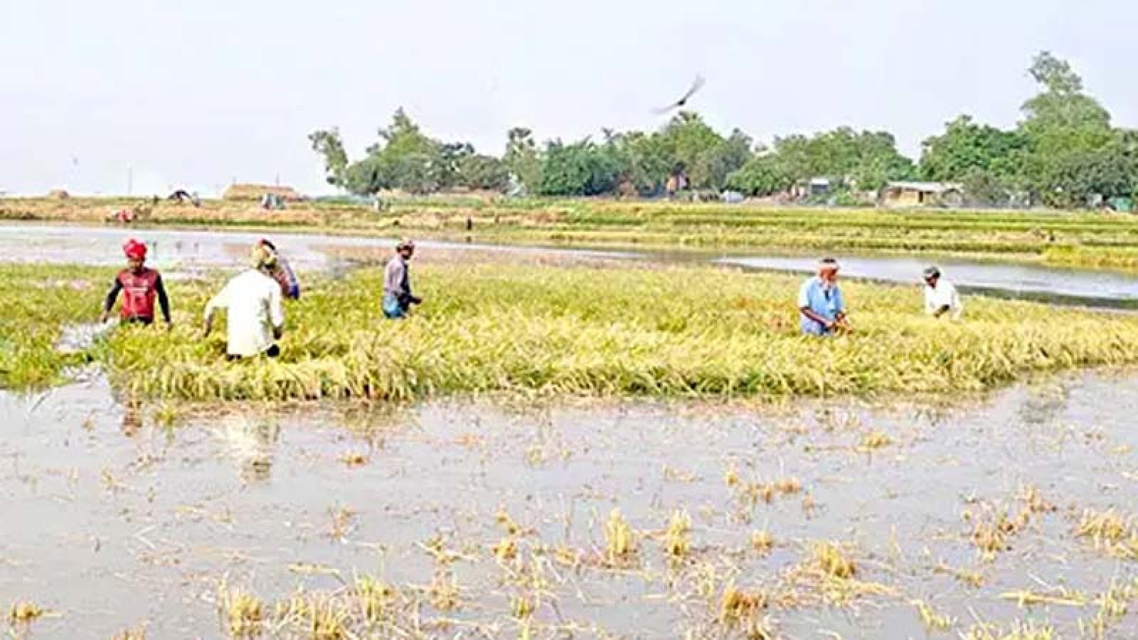 তলিয়ে যাওয়া ধানখেত, ভারত থেকে আসা উজানের ঢলে তলিয়ে গেছে সাড়ে চারশো বিঘা ধানখেত