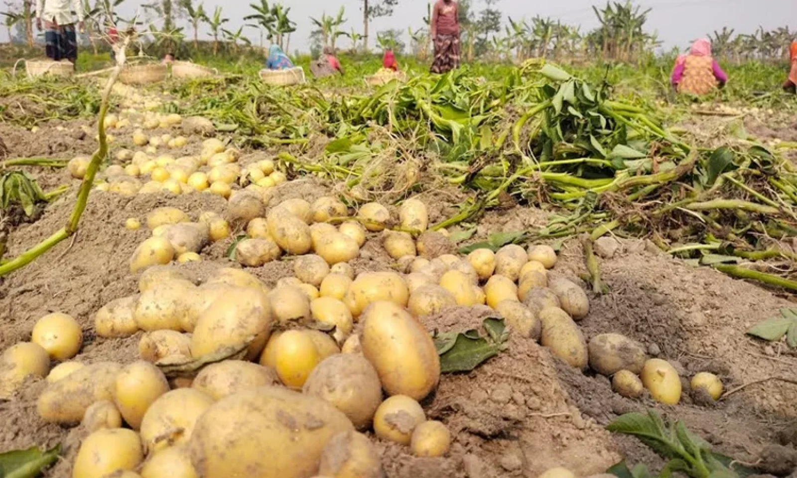 বগুড়ায় এ মৌসুমে সবজির পর এবার আলু রফতানির লক্ষ্যমাত্রা নির্ধারণ