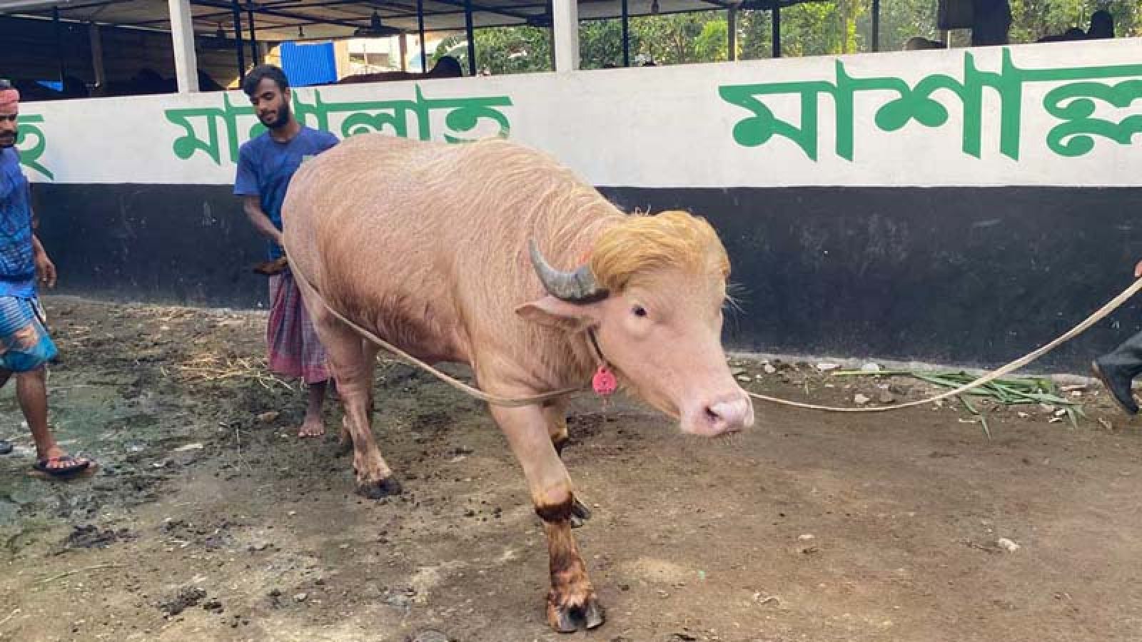 ‘ডোনাল্ড ট্রাম্প’-এর কোরবানি স্থগিত