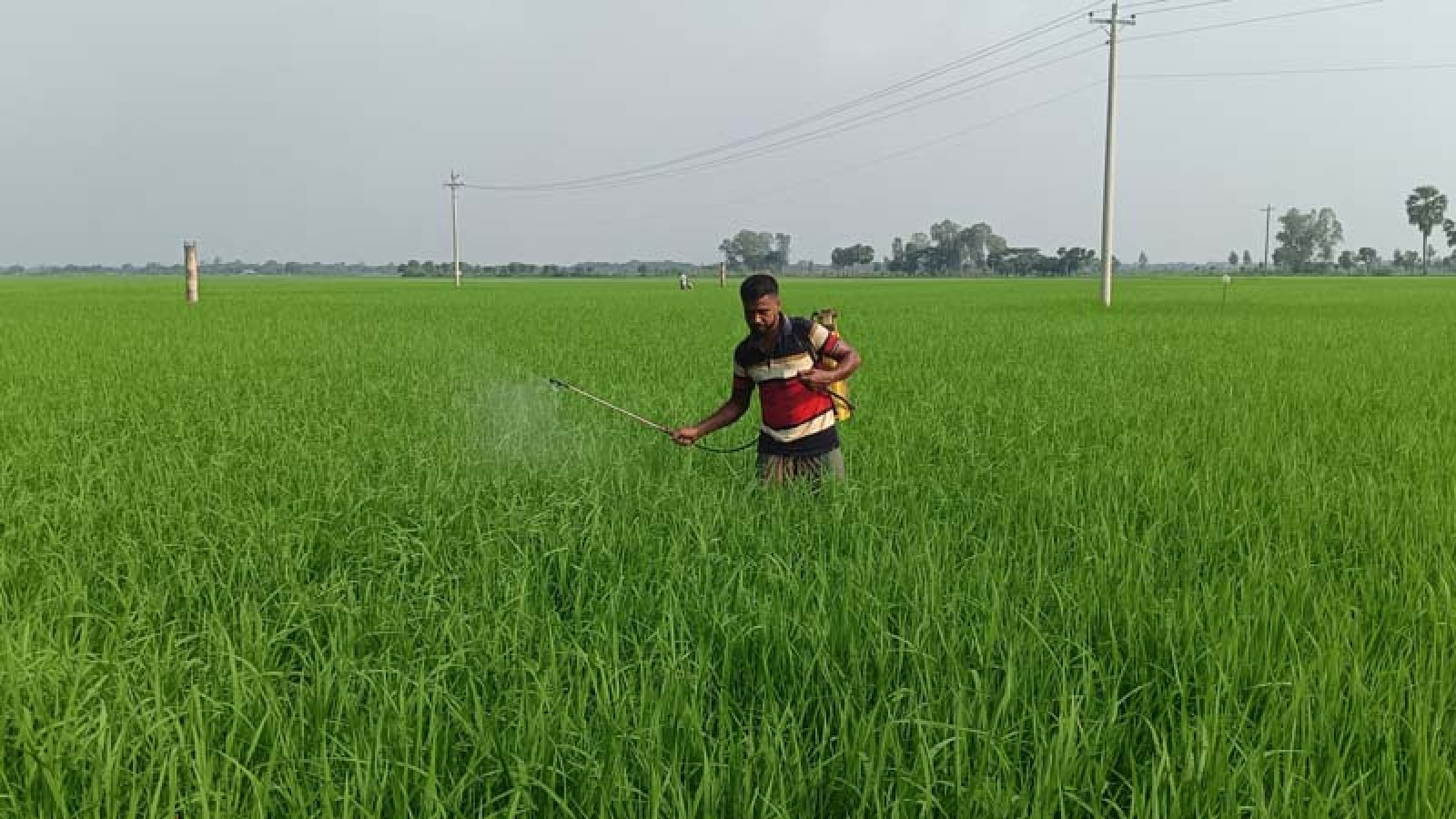 মোহনপুরের কৃষিতে স্বস্তি রক্ষায় তৎপর সংশ্লিষ্ট বিভাগ