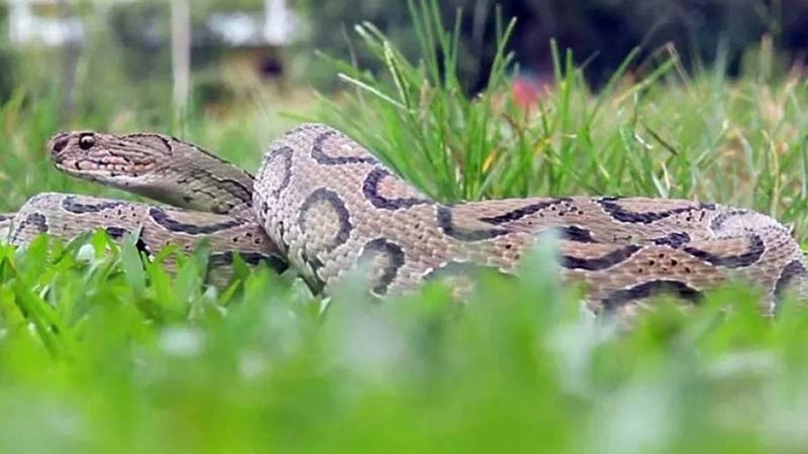 পদ্মার জলধারায় সাপ—আতঙ্ক