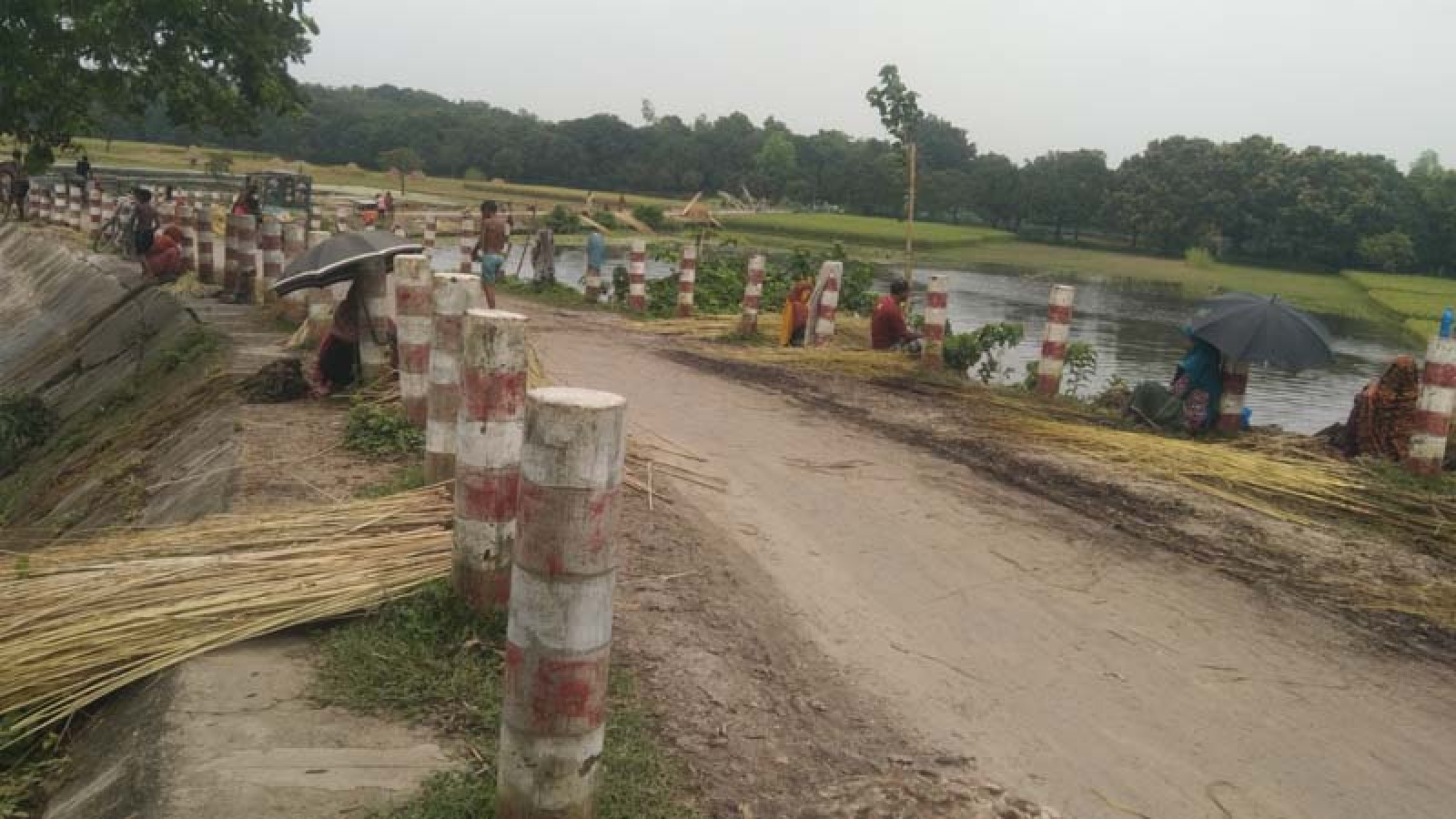শিবগঞ্জের পাট চাষবাদে খুশি কৃষকদের