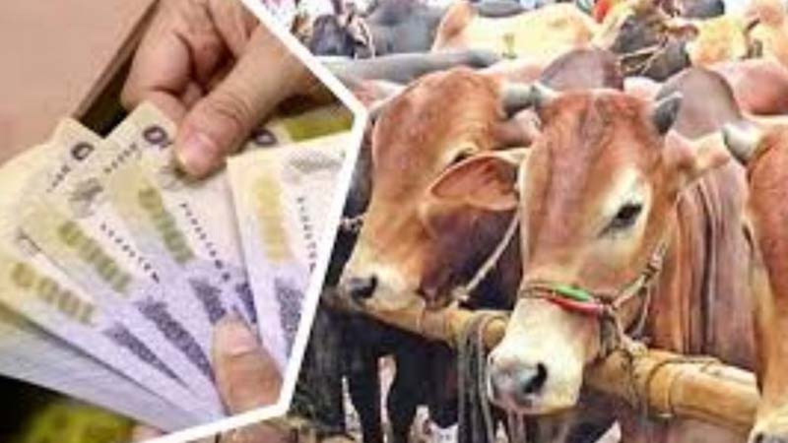 জাল নোট ঠেকাতে কোরবানির পশুর হাটে বসবে বুথ