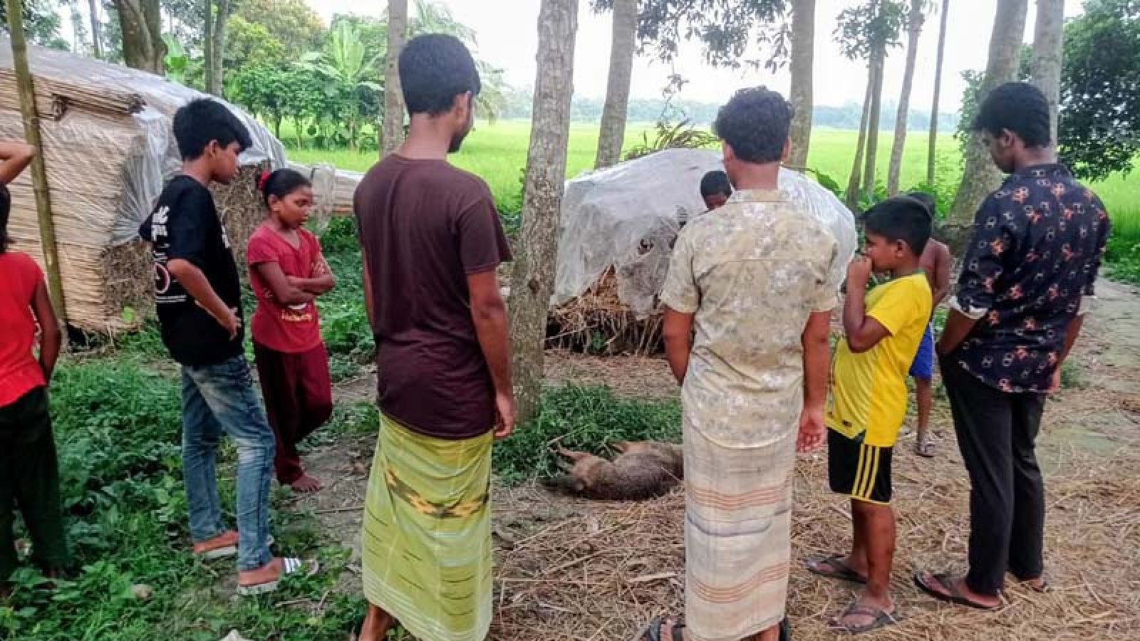 লোকালয়ে ঢুকে নারী-শিশুসহ ১১ জনকে কামড়ে আহত করলো পাগলা শিয়াল