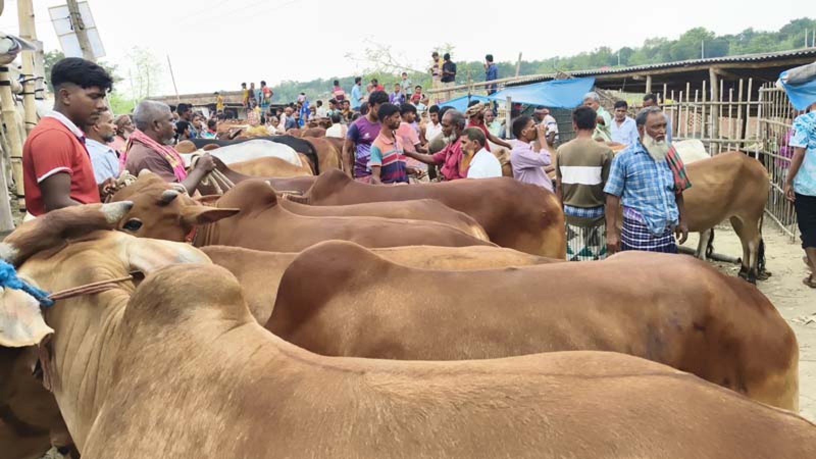 চাঁপাইনবাবগঞ্জে চাহিদার চেয়ে প্রায় ৫৯ হাজার বেশী মজুদ কোরবানির পশু