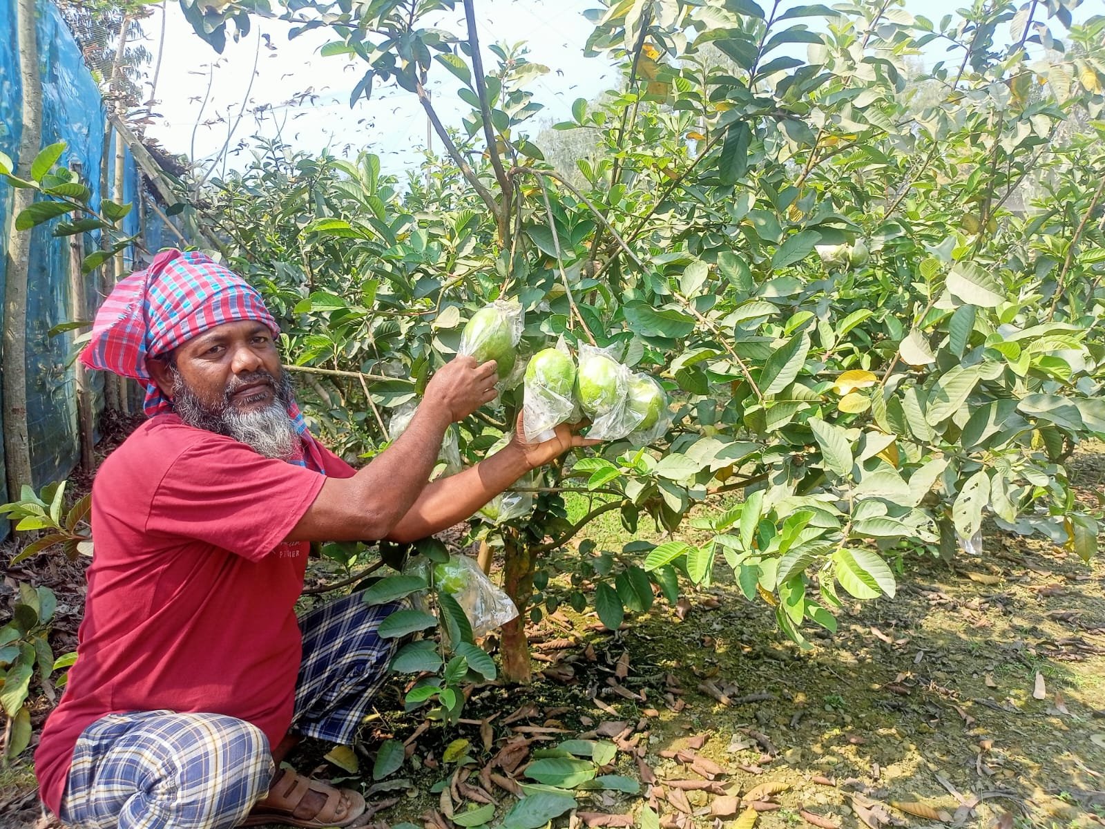 থাই গোল্ডেন-৮ পেয়ারা চাষে স্বাবলম্বী আয়নুল হক