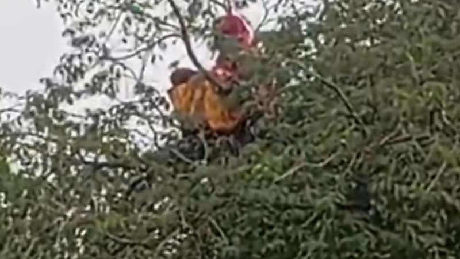 নিখোঁজের ৬ ঘণ্টা পর গৃহবধূকে পাওয়া গেল তেঁতুলগাছের মগডালে