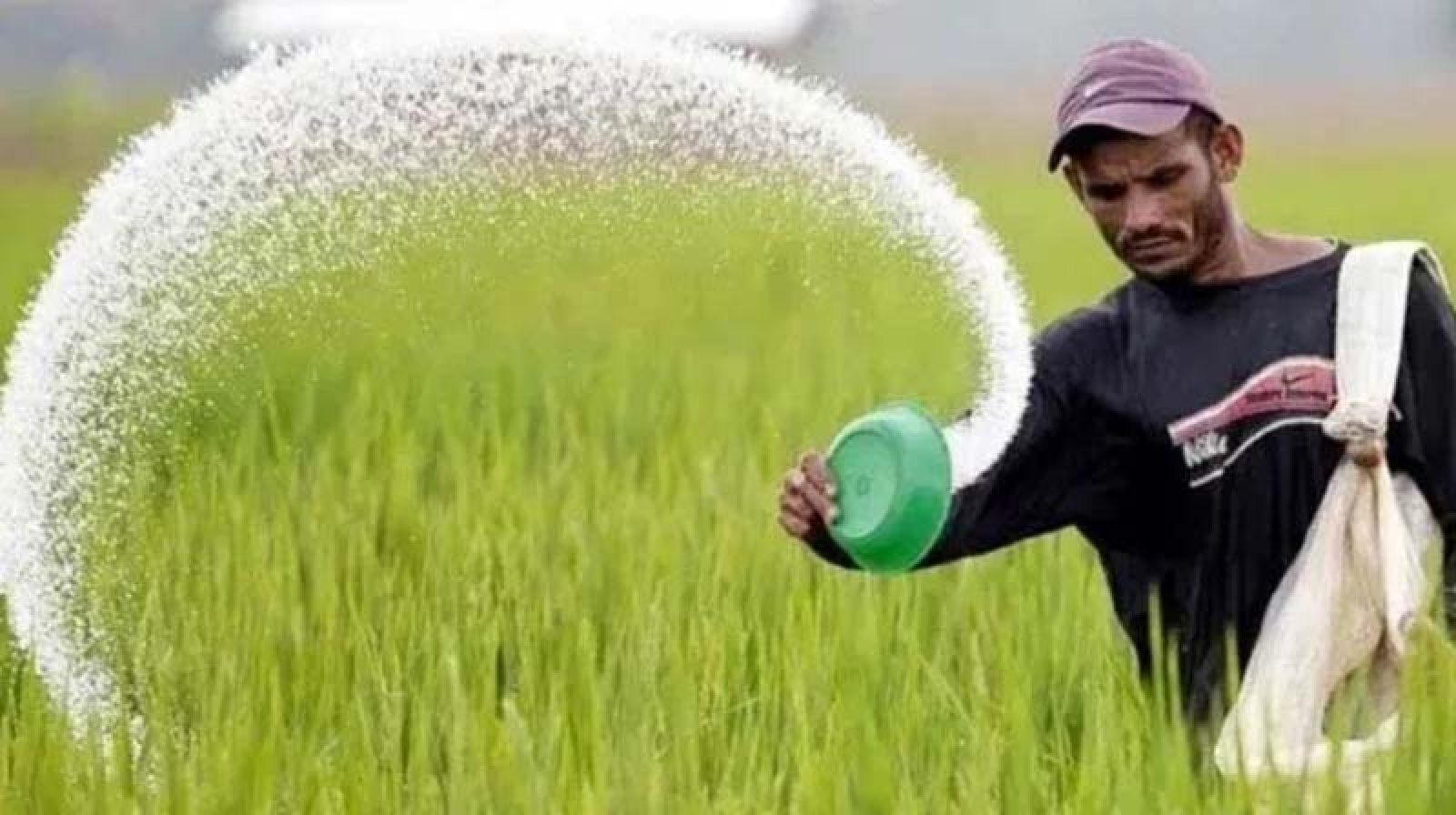 চলছে আমন রোপন, নির্ধারিত দামেও মিলছে না সার