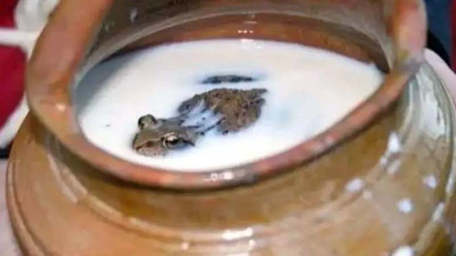 দুধ ভাল রাখতে জ্যান্ত ব্যাঙ!