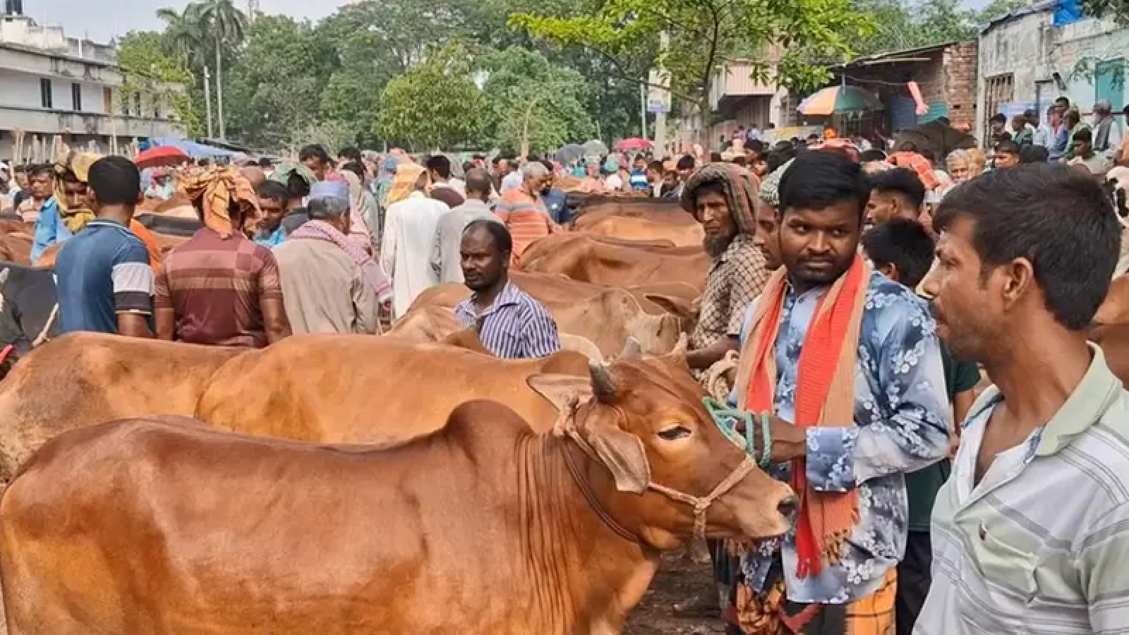 জমে উঠেছে চাঁপাইনবাবগঞ্জে কোরবানির পশুর হাট