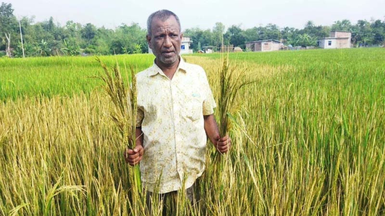 ধামইরহাটে ক্ষতিকারক রাসায়নিক স্প্রে করে ধান নষ্টের অভিযোগ