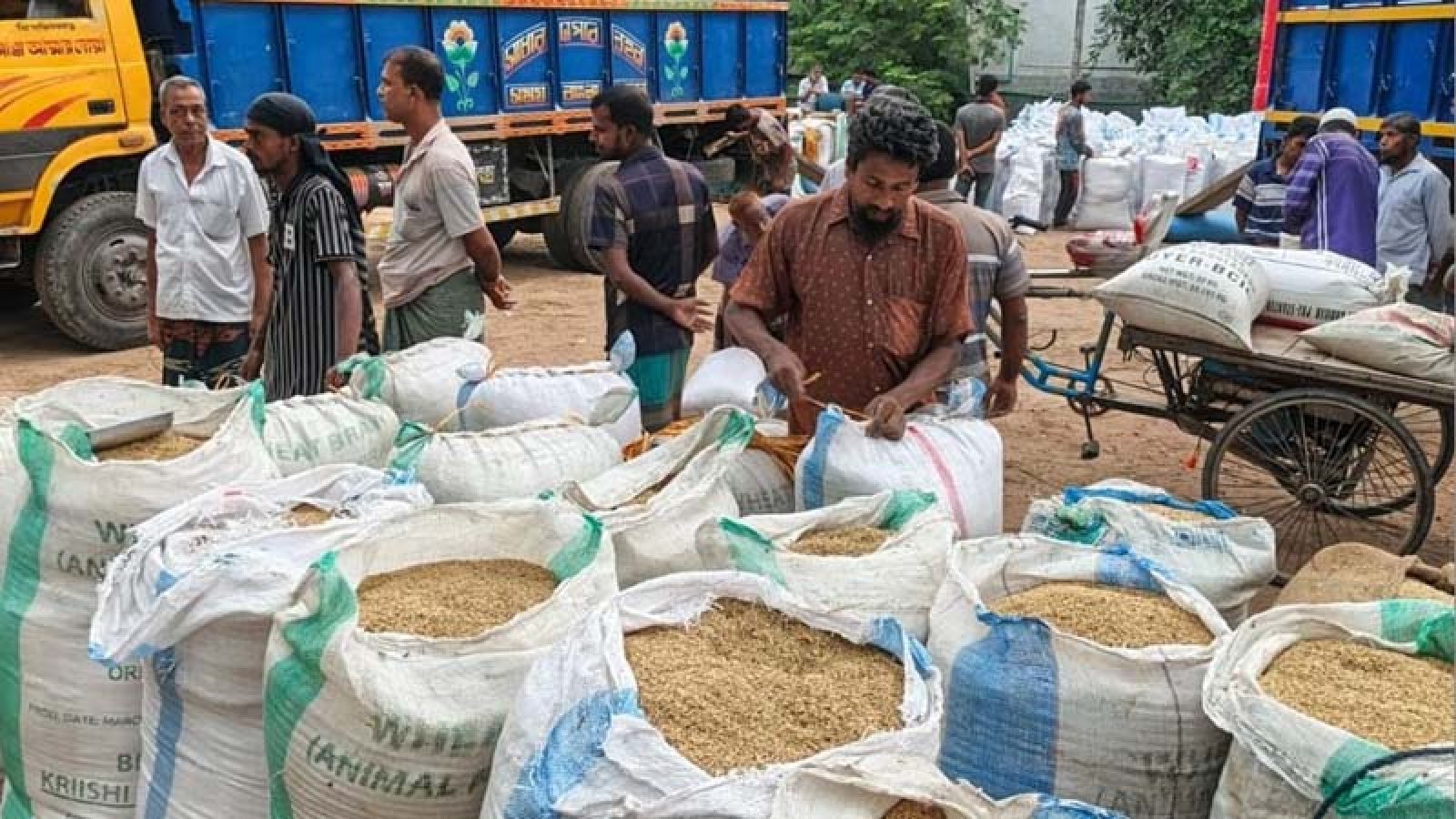 বোরোর ভালো ফলনেও হাসি নেই কৃষকের মুখে