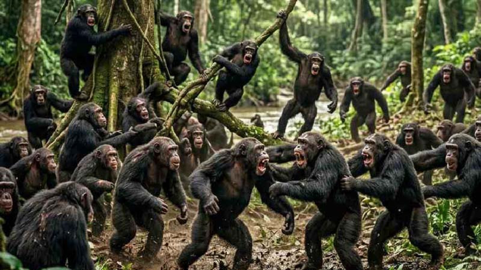 উগান্ডায় ‘গৃহযুদ্ধ’! এলাকা দখলের লক্ষ্যে ভয়াবহ সংঘাত শিম্পাঞ্জিদের দুই দলের!