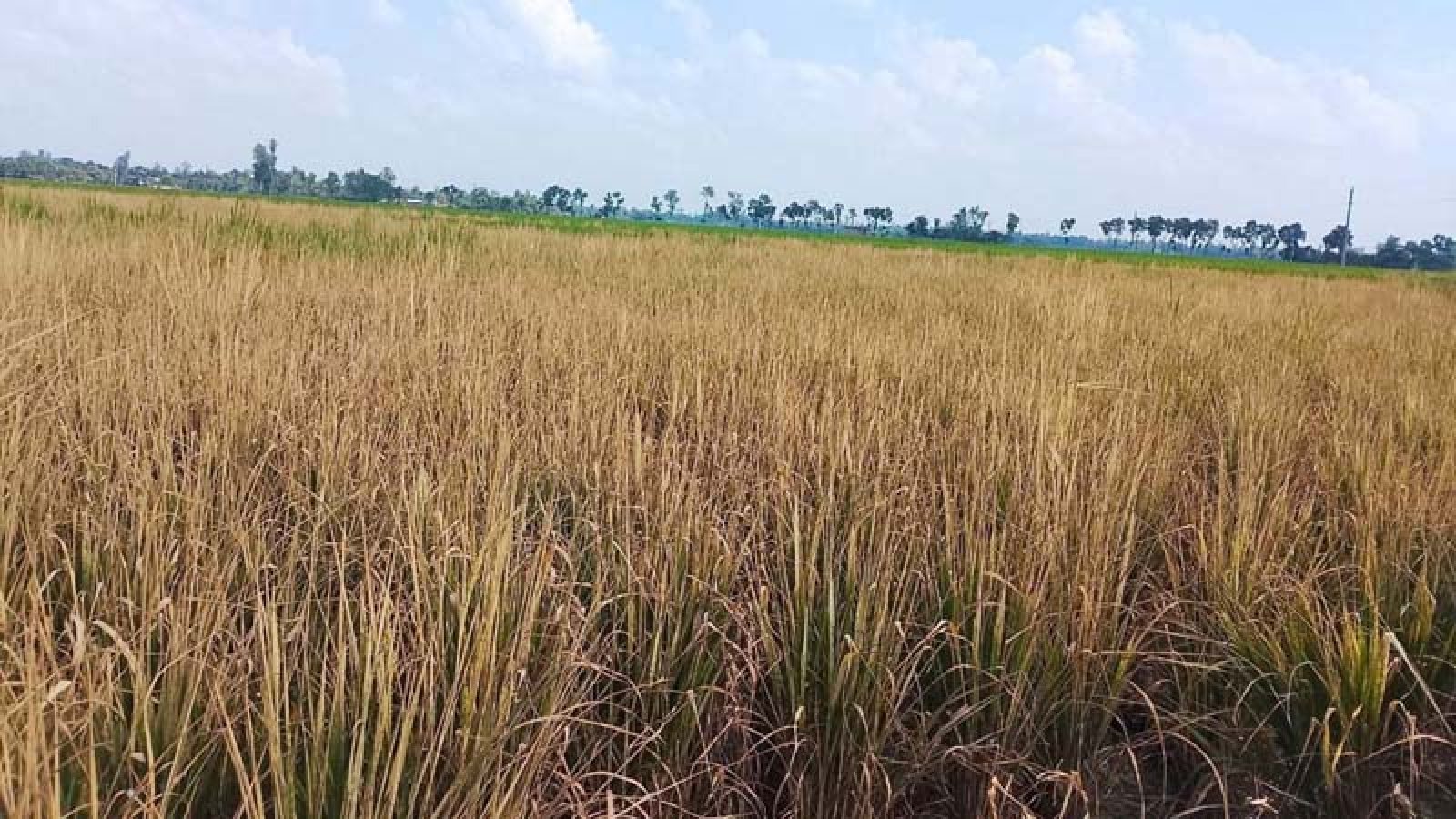 ধামইরহাটে ক্ষতিকারক কীটনাশক স্প্রে করে ধান ক্ষেত নষ্টের অভিযোগ