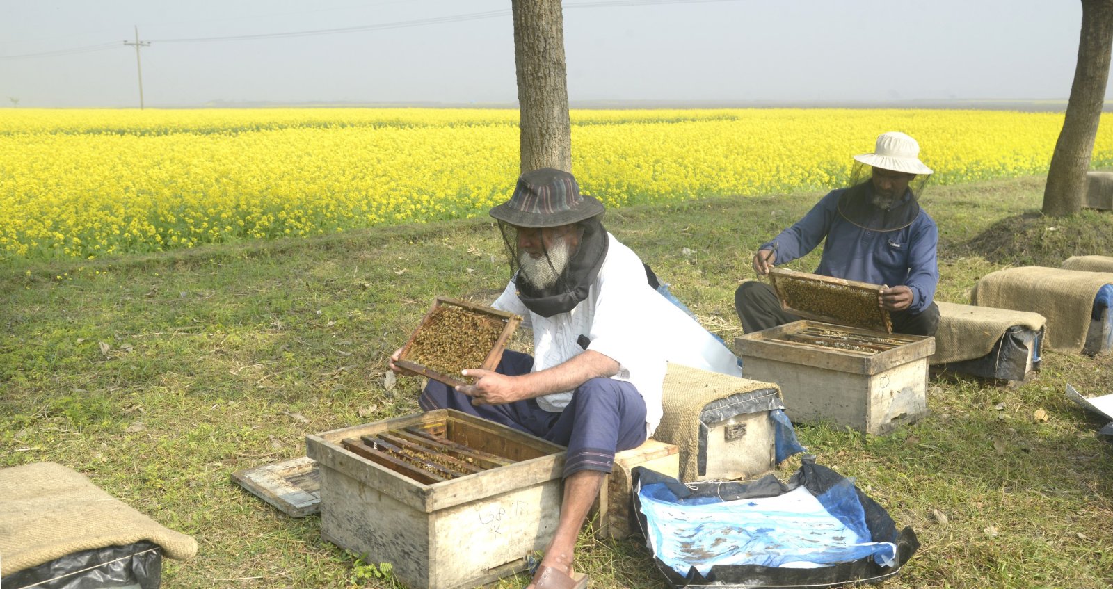 মধু আহরণে ব্যস্ত মৌচাষিরা