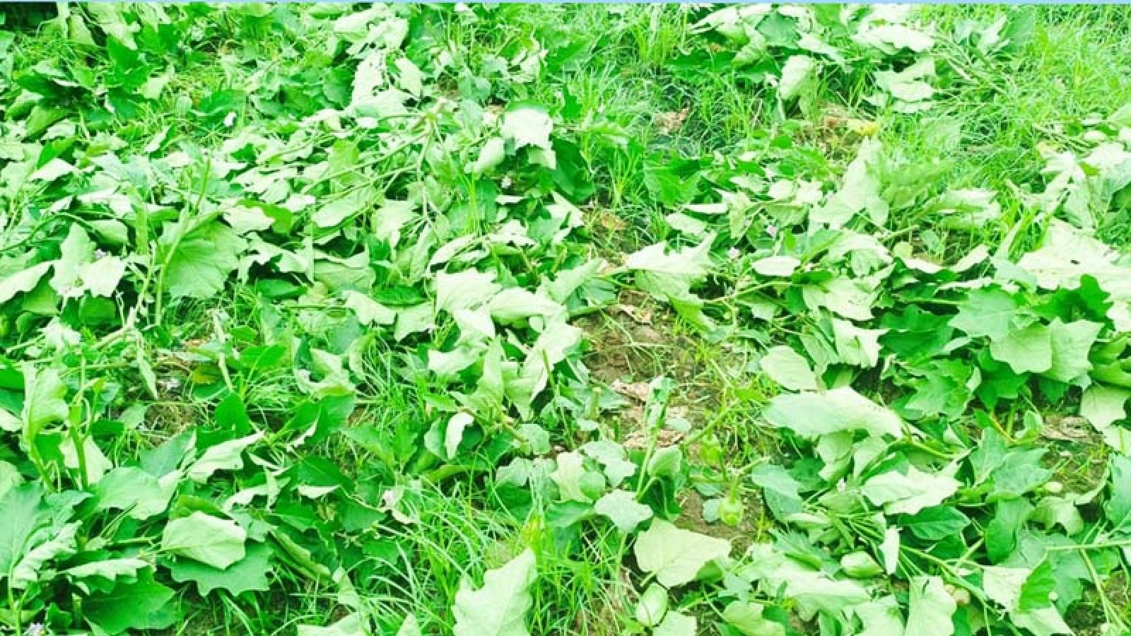 বাঘায় কৃষকের ফসল নষ্ট করলো দুর্বৃত্তরা