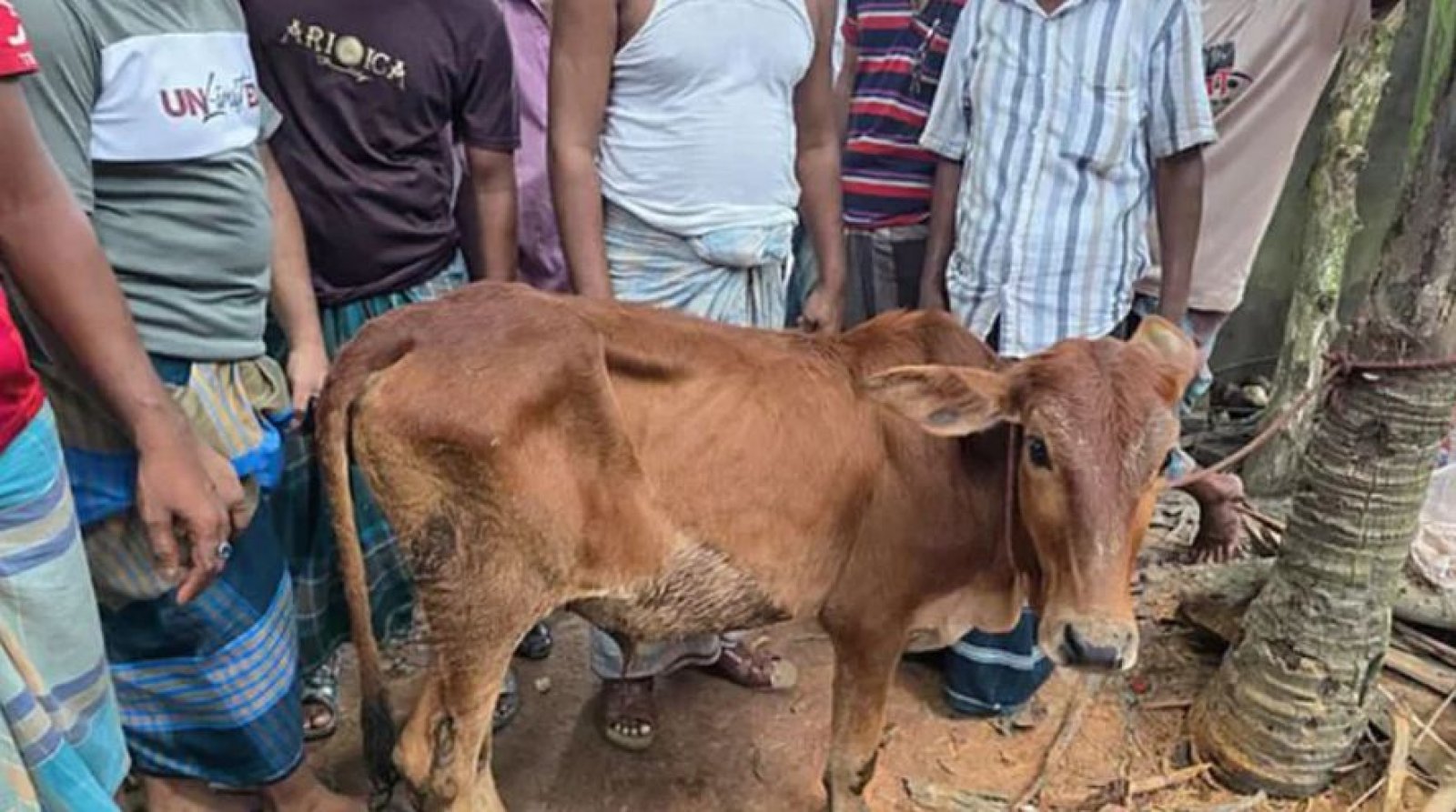 চুরি হওয়া গরু মিললো বিএনপি নেতার গোয়ালঘরে, শোকজ করলো দল
