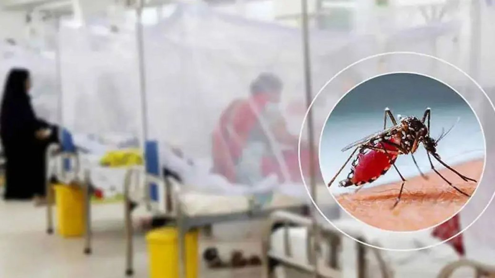 ডেঙ্গুতে আরও ৬ জনের মৃত্যু, হাসপাতালে ভর্তি ১৯৪৮