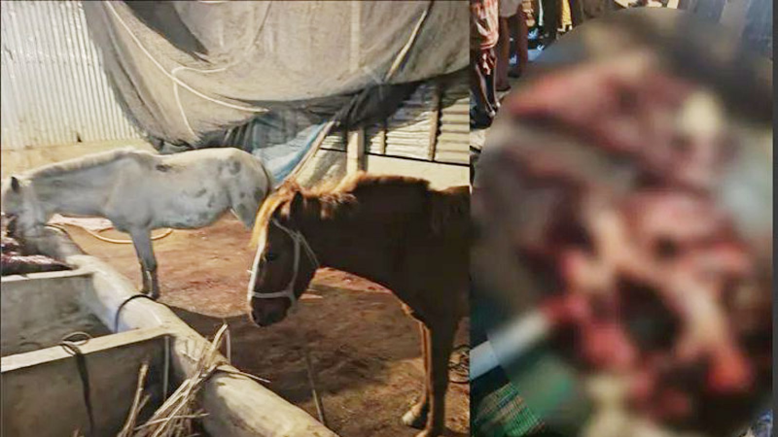 টাঙ্গাইলে ৮টি ঘোড়া জবাইয়ের অভিযোগে আটক ৪