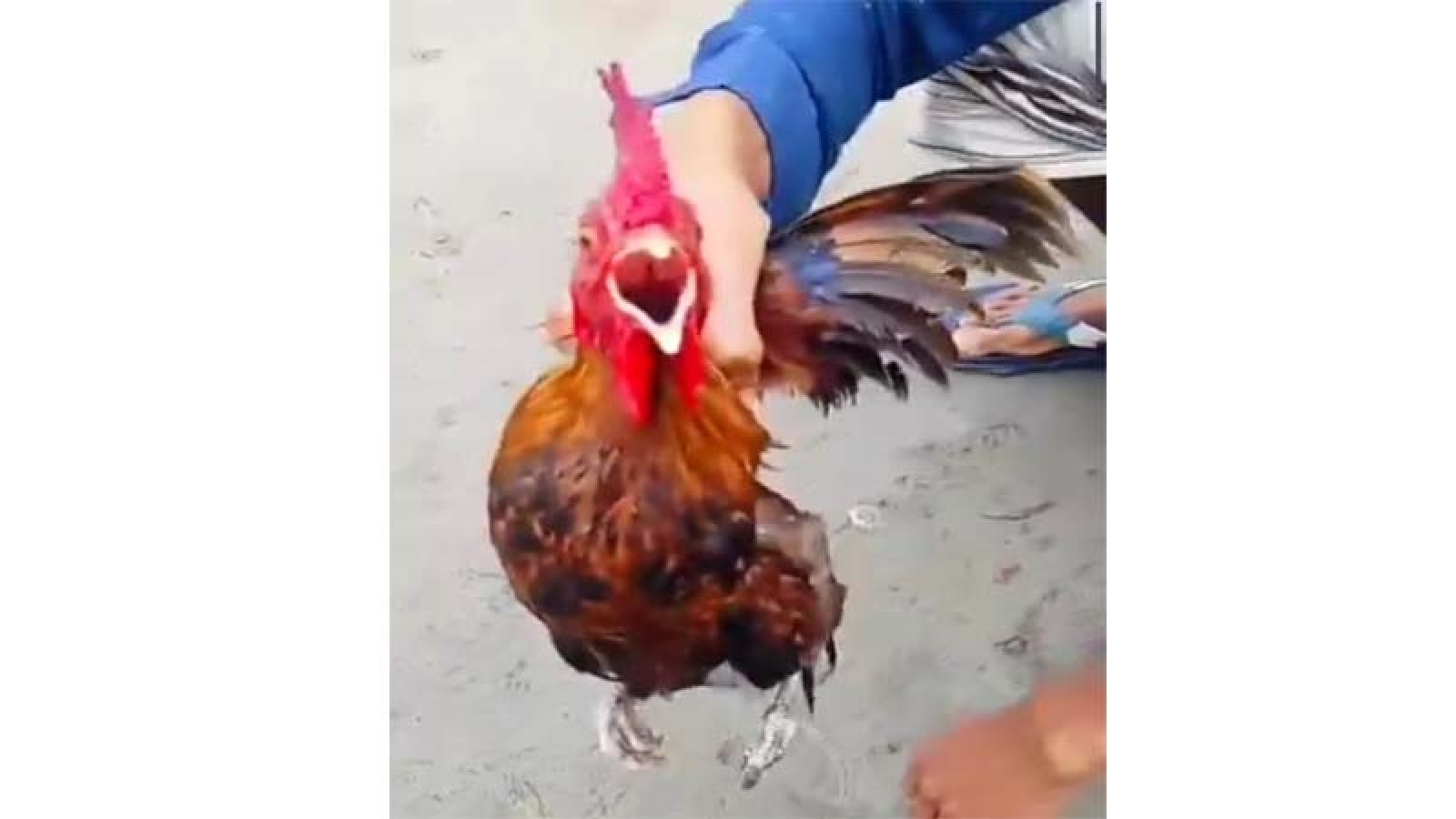 মোরগের কণ্ঠে আল্লাহ ডাক‘, এলাকাজুড়ে চাঞ্চল্য