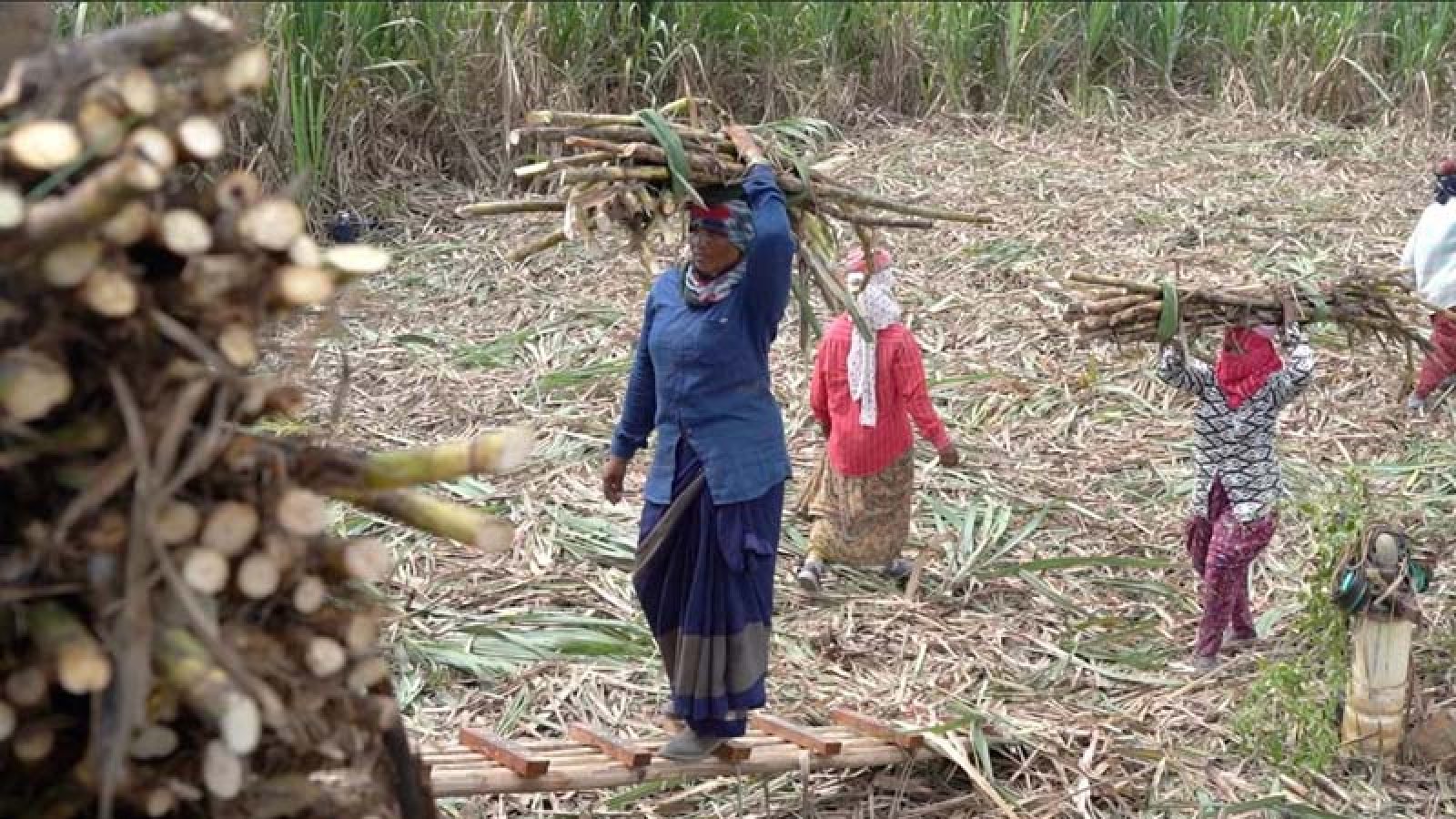 কাজ বাঁচাতে জরায়ু কেটে বাদ দিচ্ছেন ভারতের আখ কাটা শ্রমিকরা