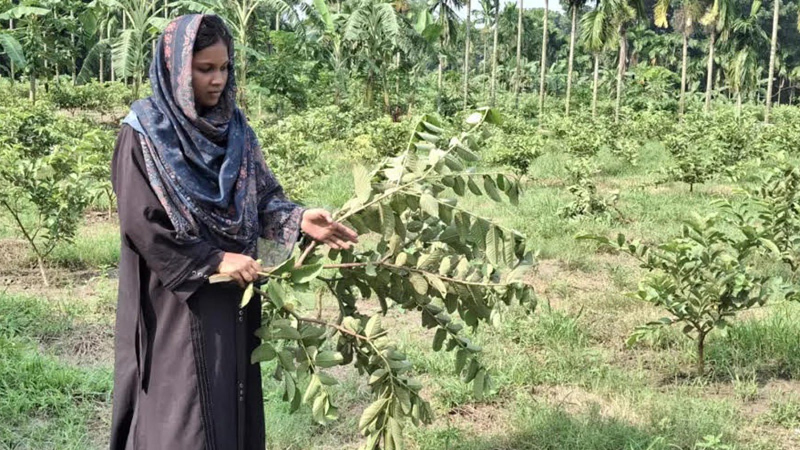 বড়াইগ্রামে পেয়ারা বাগানের গাছ কাটলো দুর্বৃত্তরা