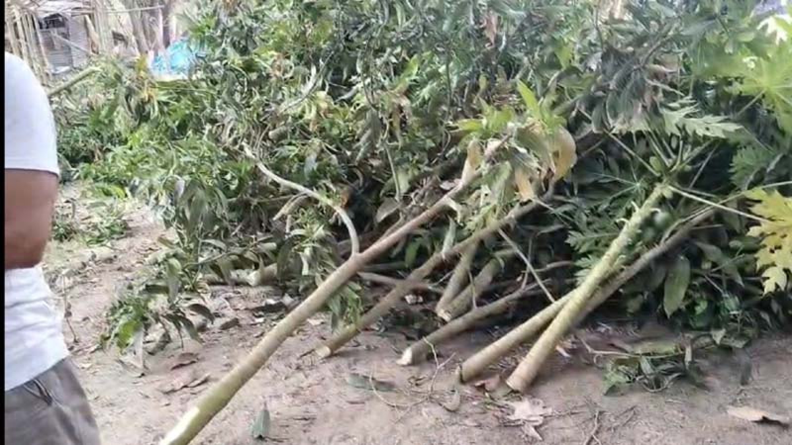 বাগমারায় প্রতিপক্ষের বিরুদ্ধে ৫৭টি আমগাছ কাটার অভিযোগ