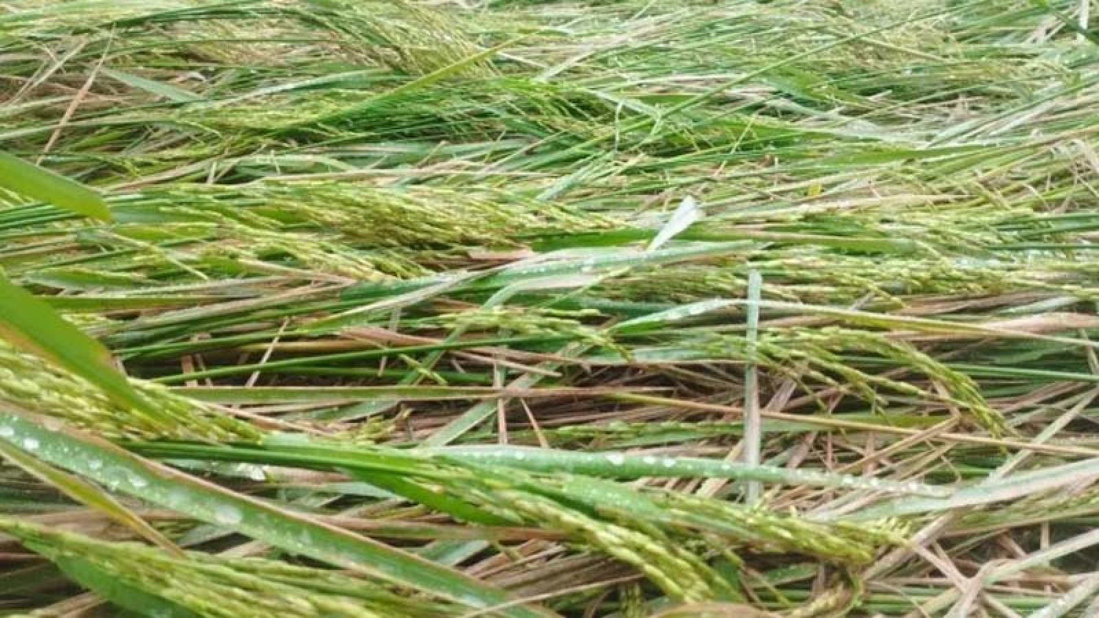 বৃষ্টির দেখা নেই, ঝড়ো বাতাসে নুয়ে পড়ছে পাকা ধান