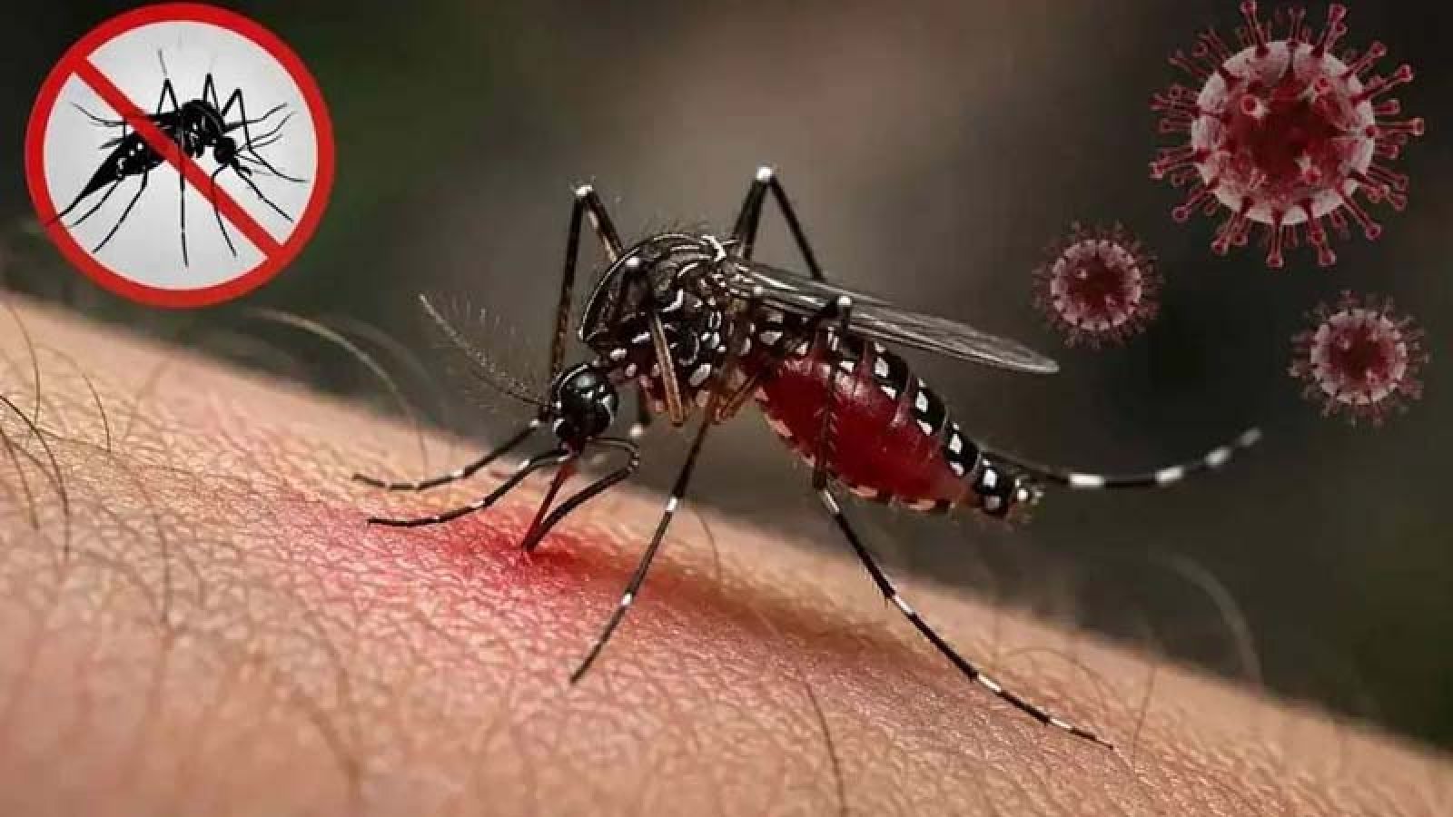 ডেঙ্গুতে মৃত্যু ৩০০ ছাড়াল, আক্রান্ত লাখ ছুঁইছুঁই