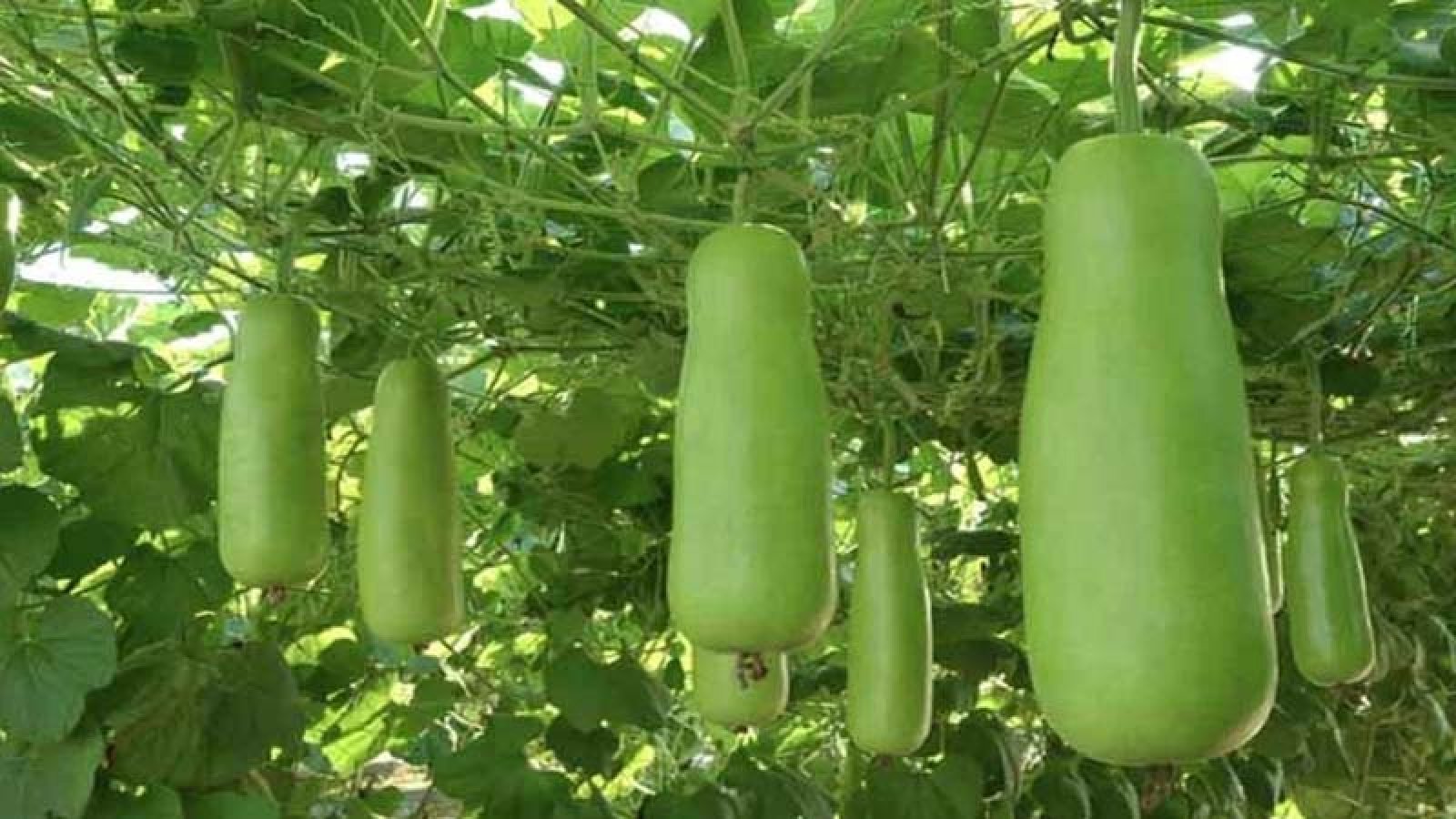 লাউ বিক্রি হচ্ছে ১ টাকায় ৪টি, দাম না পেয়ে বাগান কাটছেন চাষিরা